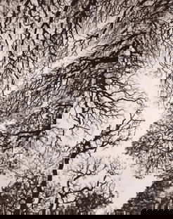 Linda Connor "O'hia, Hawaii, 1997": Measures: 6 x 7 1/2 inches print and mounted