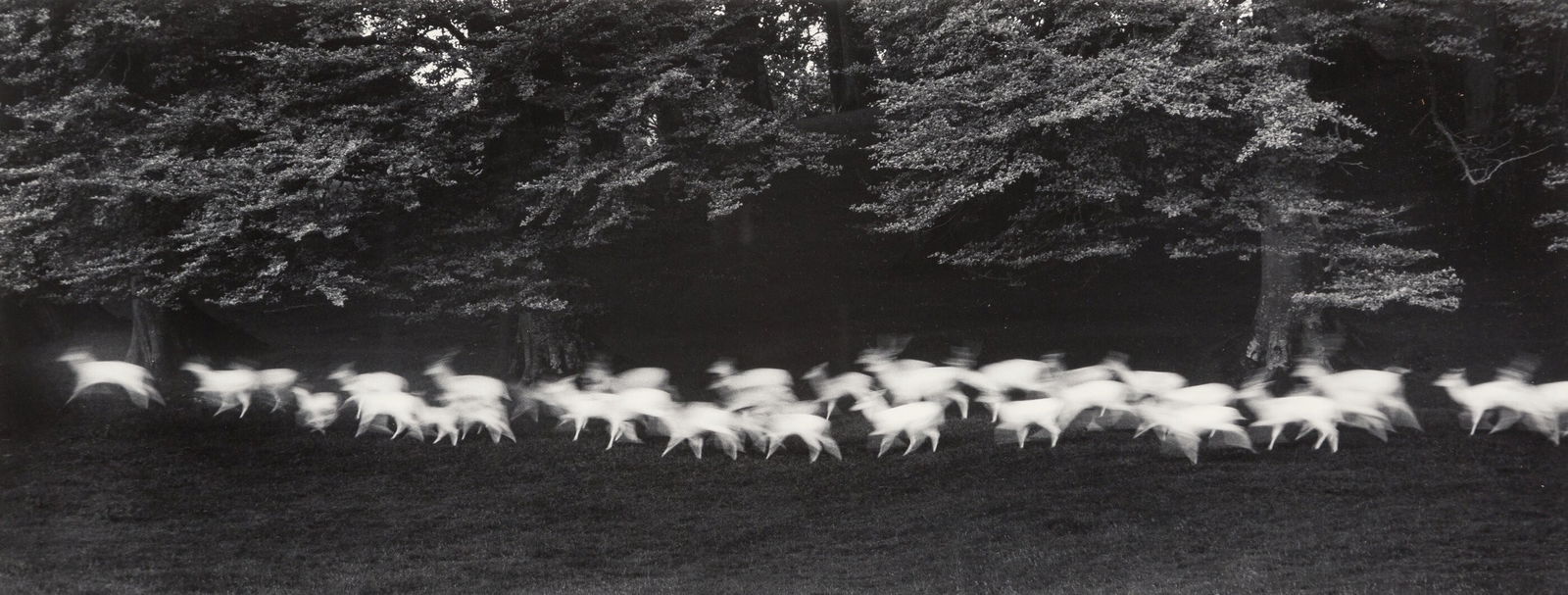 Paul Caponigro "Running White Deer, Ireland, 1960s" Photo-litho (1 of 1)