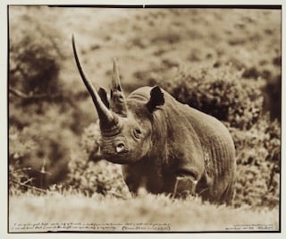 PETER BEARD (b.1938) World-Class Black Rhino, Aberdare Forest Photo-Print: PETER BEARD (b.1938) World-Class Black Rhino, Aberdare Forest Photo-Print. Measures 32.00 X 38.00 Inches After Peter Beard