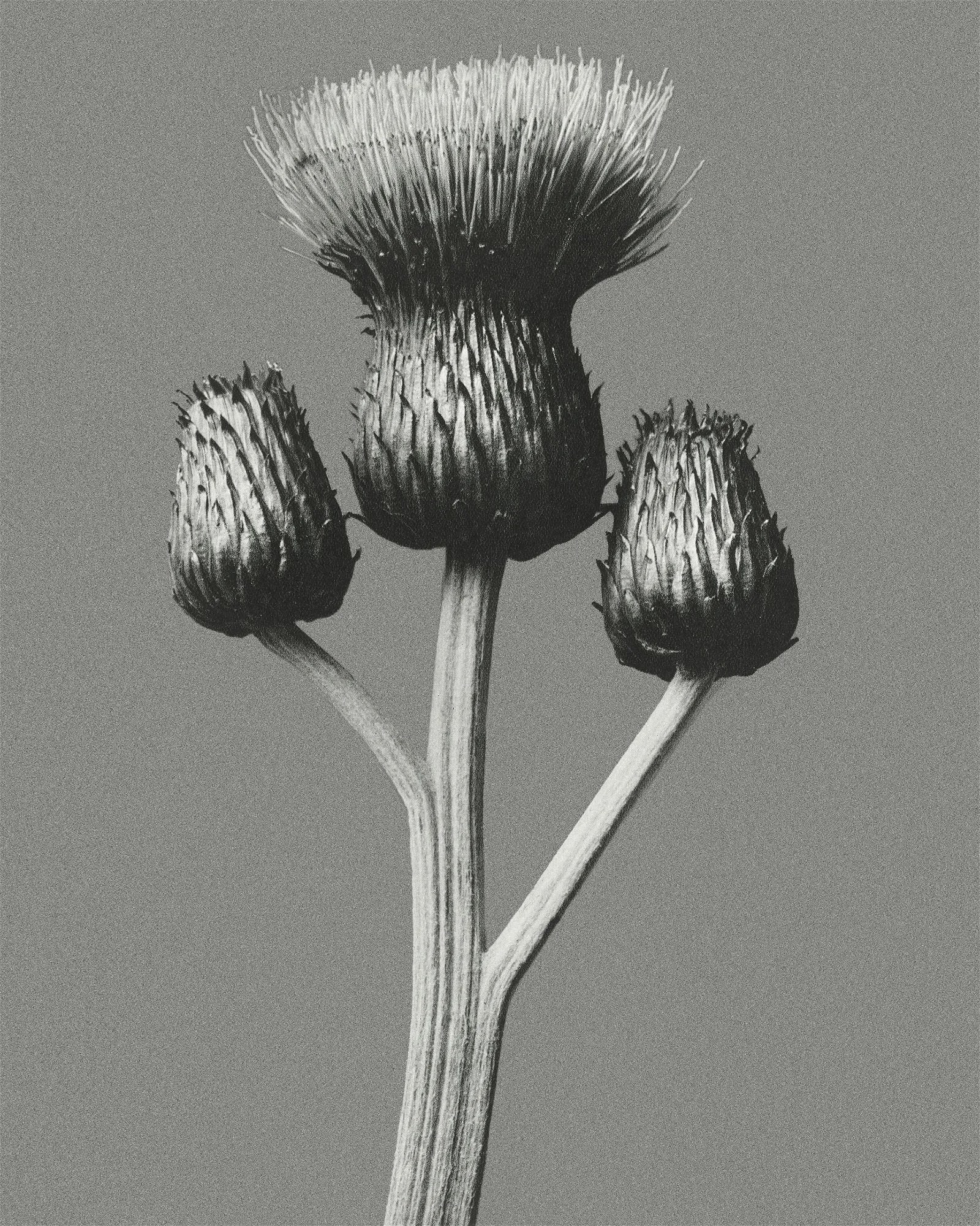 Karl Blossfeldt "Flower" Print: Karl Blossfeldt (1865-1932) was a German photographer, sculptor, and teacher who is renowned for his striking close-up photographs of plants and botanical specimens. He is considered one of the pionee