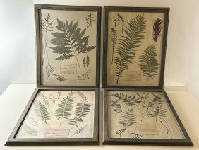 Set of Four Vintage Botanical Fern Prints