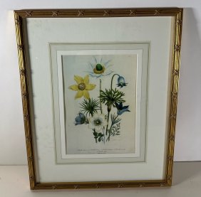 Pulsatilla Alpina Botanical Print