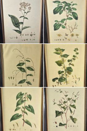 Set of Six Vintage Botanicals