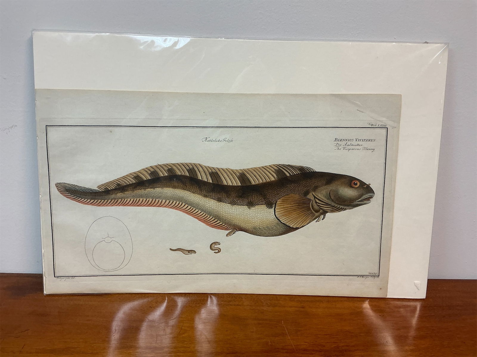 Antique engraving of a Blenny (Blennis viviparus): Hand-colored engraving features the Blenny (Blennis viviparus), showcasing its intricate details and vibrant colors. The artwork captures the unique characteristics of the fish, including its