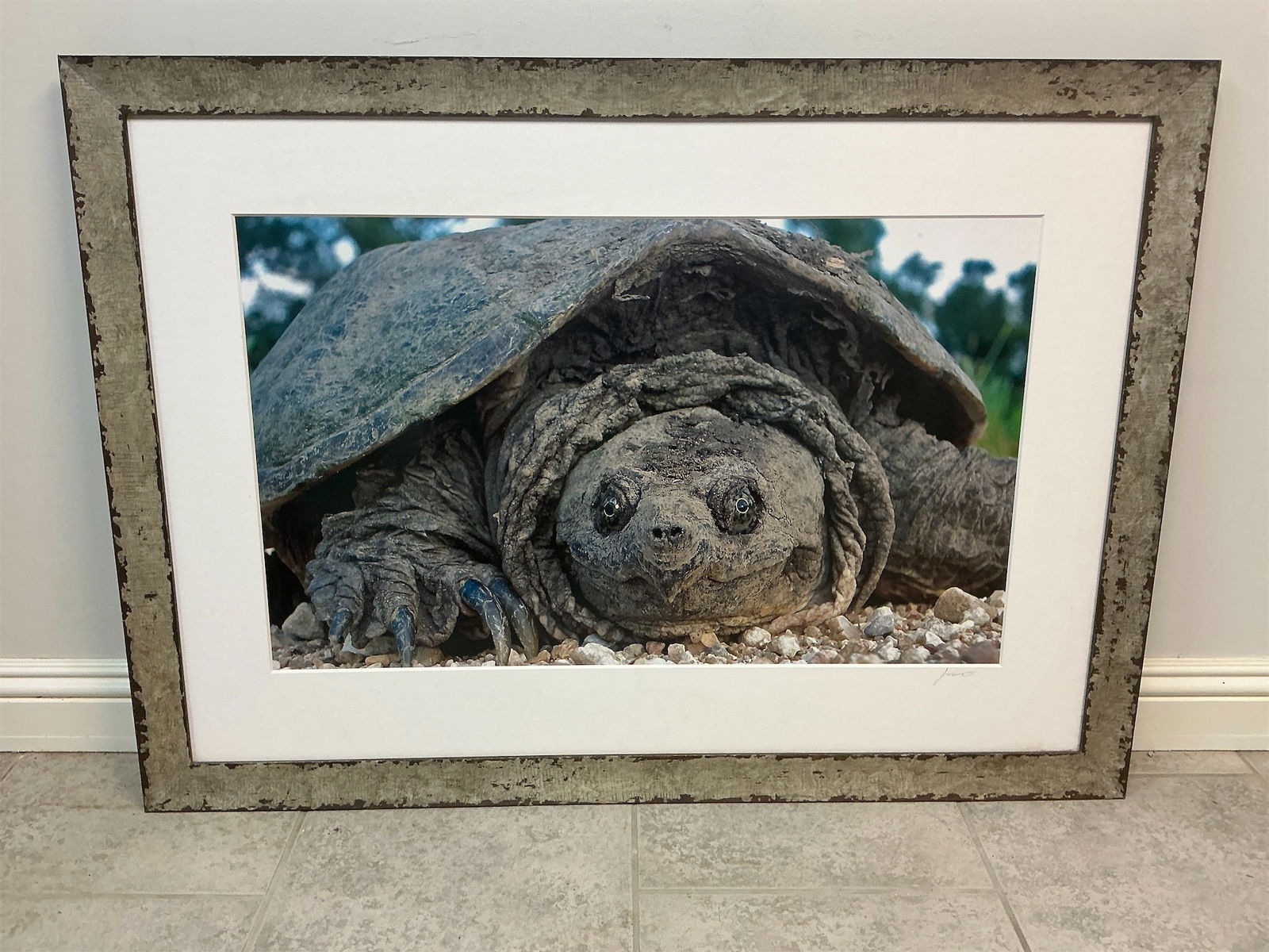 Framed artist signed photograph: This beautifully framed artist-signed photograph captures the stunning detail of a turtle, showcasing its unique texture and expression. The image is printed on high-quality photo paper and is