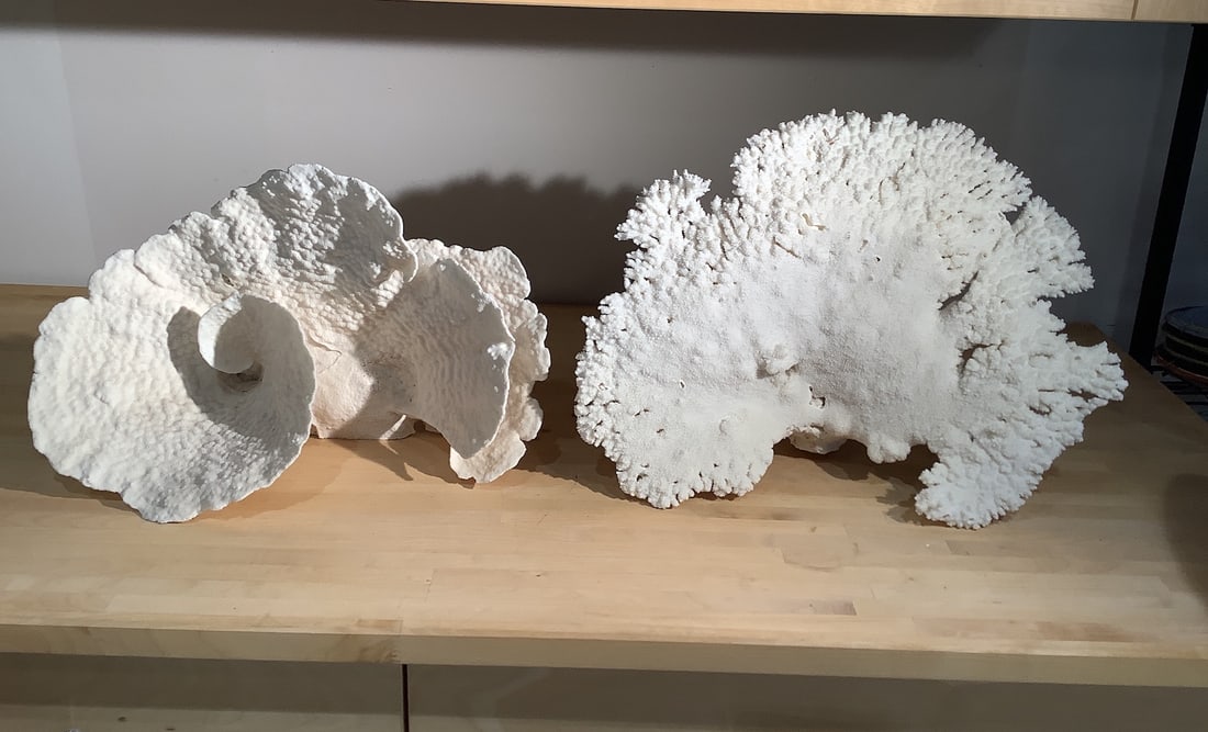 Faux White Coral Sculpture: Stunning pair of faux white coral sculptures, perfect for adding a touch of coastal elegance to any space. Each piece showcases intricate detailing and a textured surface that mimics the natural