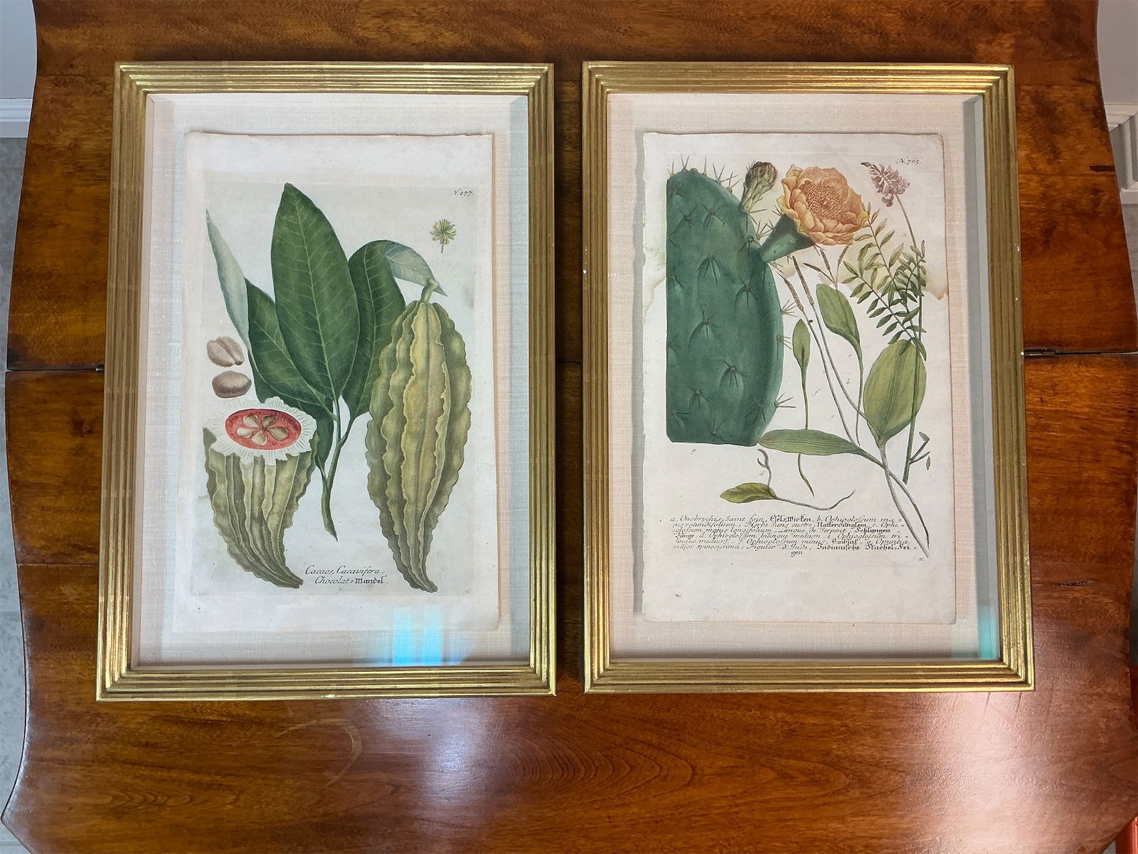 Pair of antique botanical prints - Opuntia, Onobrychis & Cacaos: This exquisite pair of antique botanical prints features stunning depictions of Opuntia, Onobrychis, and Cacao plants. Each print is beautifully framed, highlighting the intricate details and vibrant