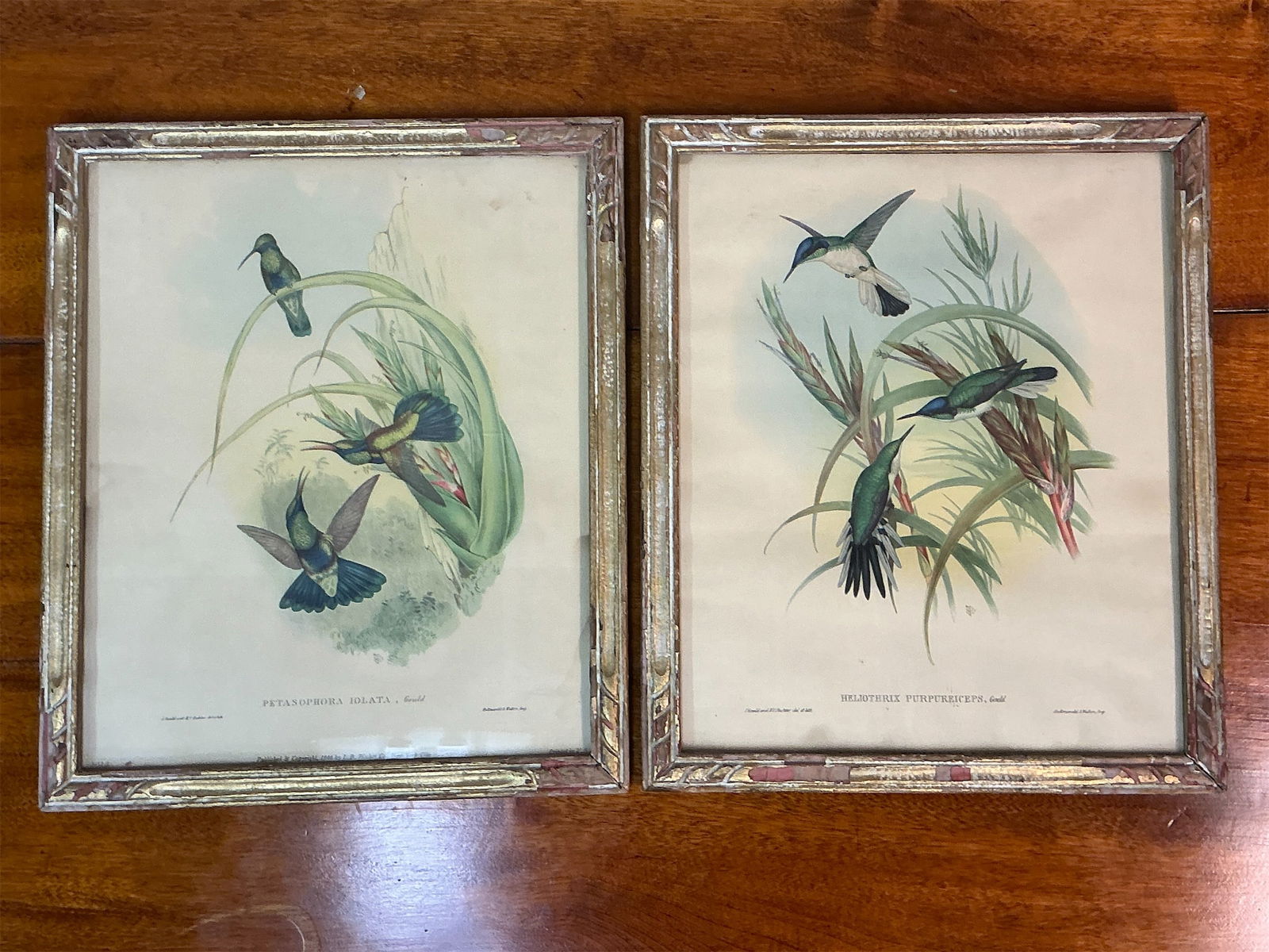 Pair of antique framed prints of Hummingbirds: This exquisite pair of antique framed prints features vibrant depictions of hummingbirds, showcasing their intricate beauty and unique colors. The first print illustrates the Petasophora idalata,