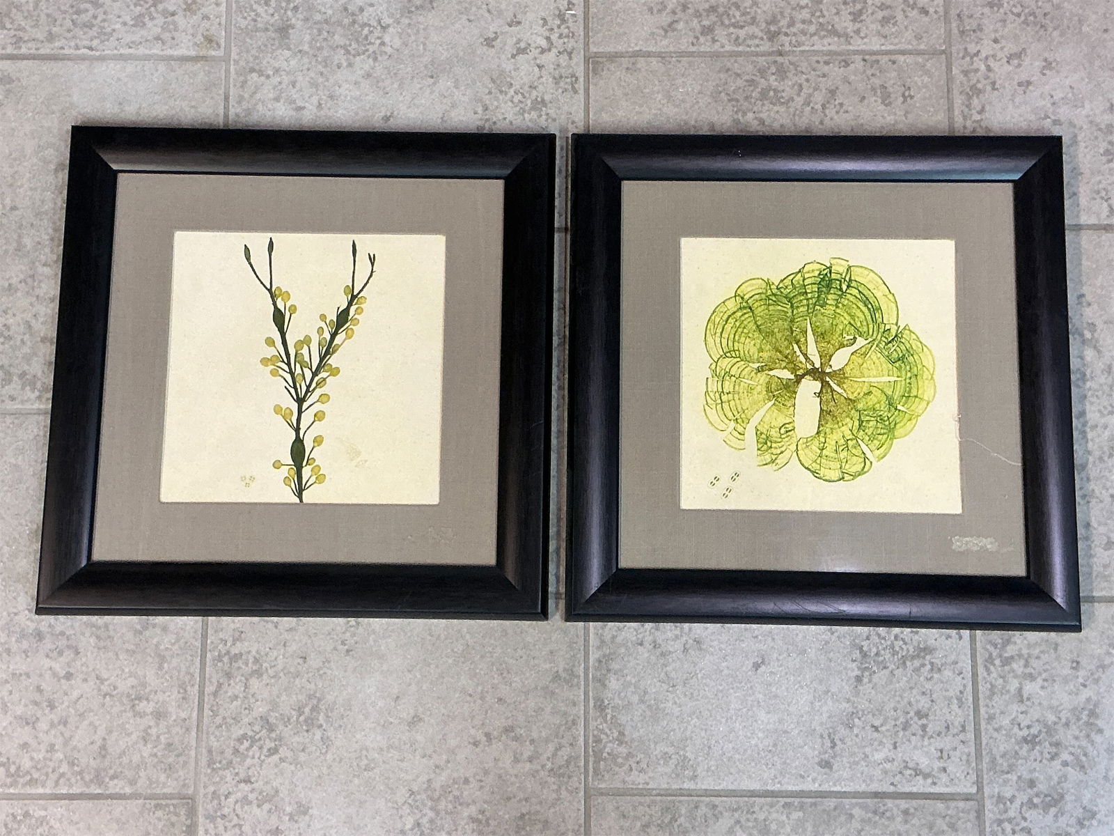 Pair of framed nature prints of seaweed by William Grosart & Alexander Croall: This listing features a pair of elegant framed nature prints by William Grosart and Alexander Croall, showcasing the beauty of seaweed. These original prints were created by using a nature printing 