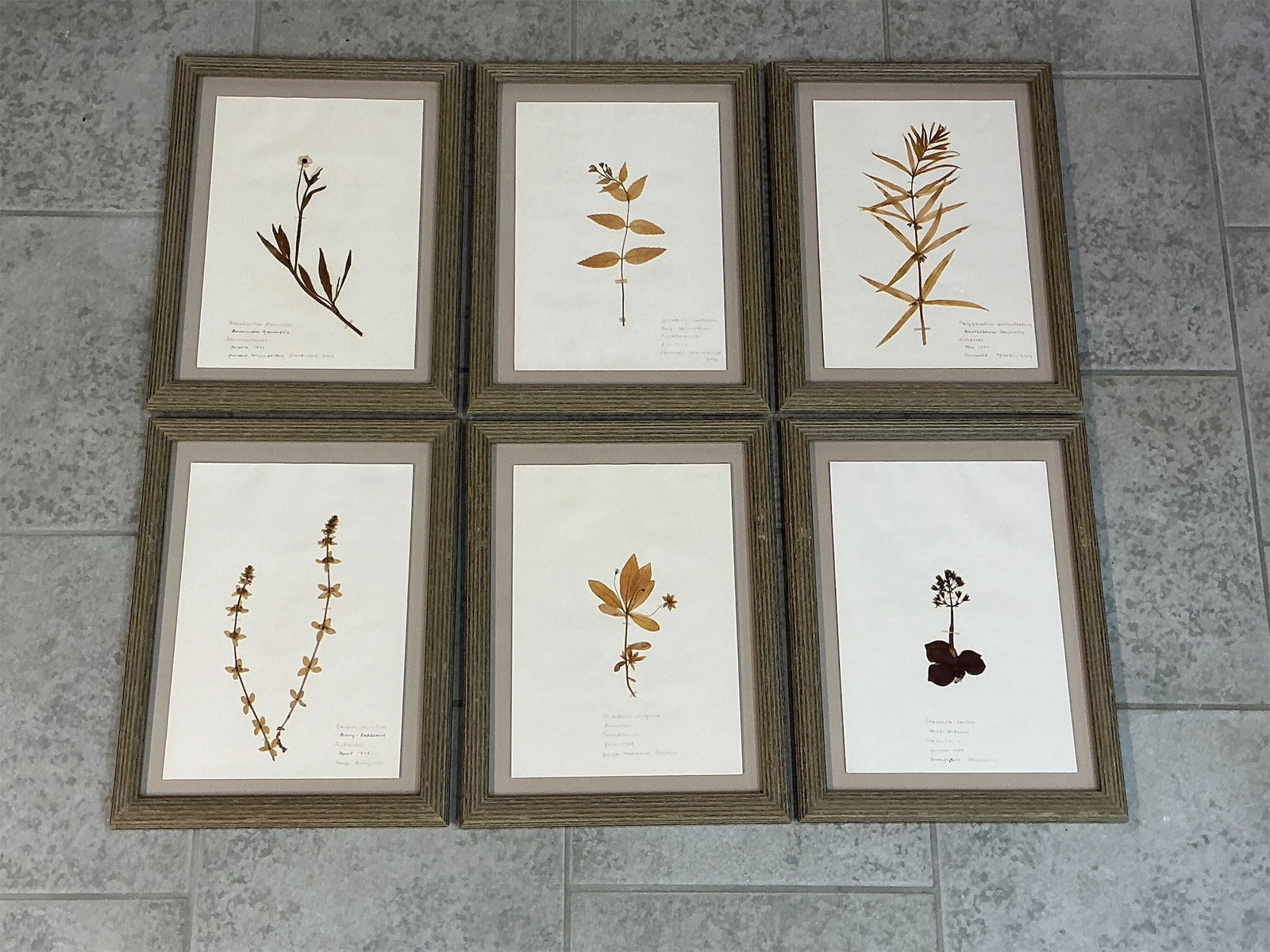 Set of 6 framed Herbarium Specimens 1949-1950: This exquisite set includes six framed herbarium specimens, dating from 1949-1950. Each specimen is meticulously mounted on high-quality paper and features distinct botanical illustrations. The