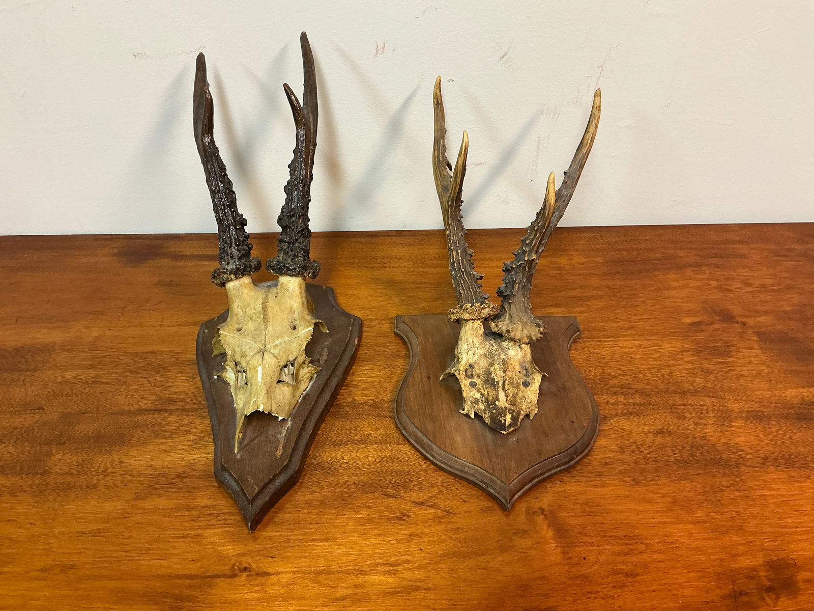 Set of 2 Vintage Roe Deer Antlers mounted on wooden plaques (1 of 8)