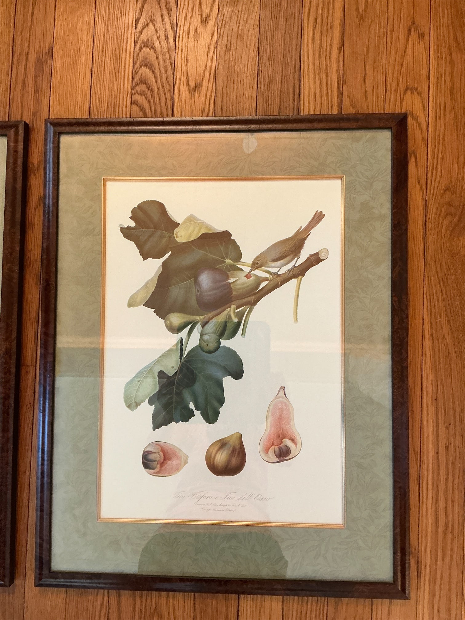 Botanical Prints - 2