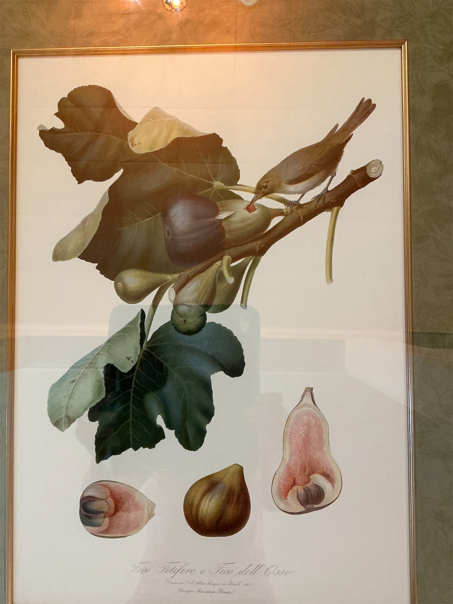 Botanical Prints - 3