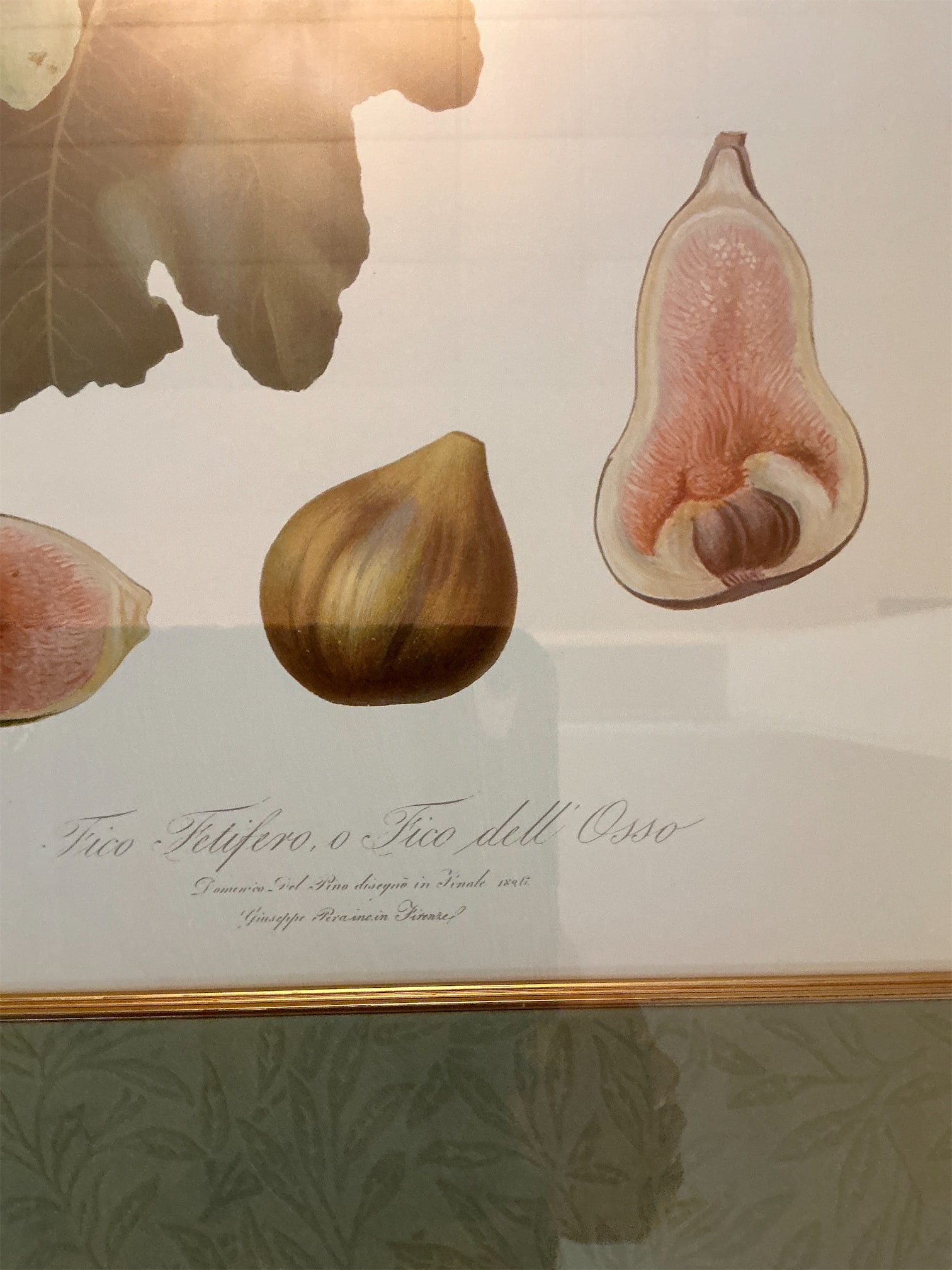 Botanical Prints - 4