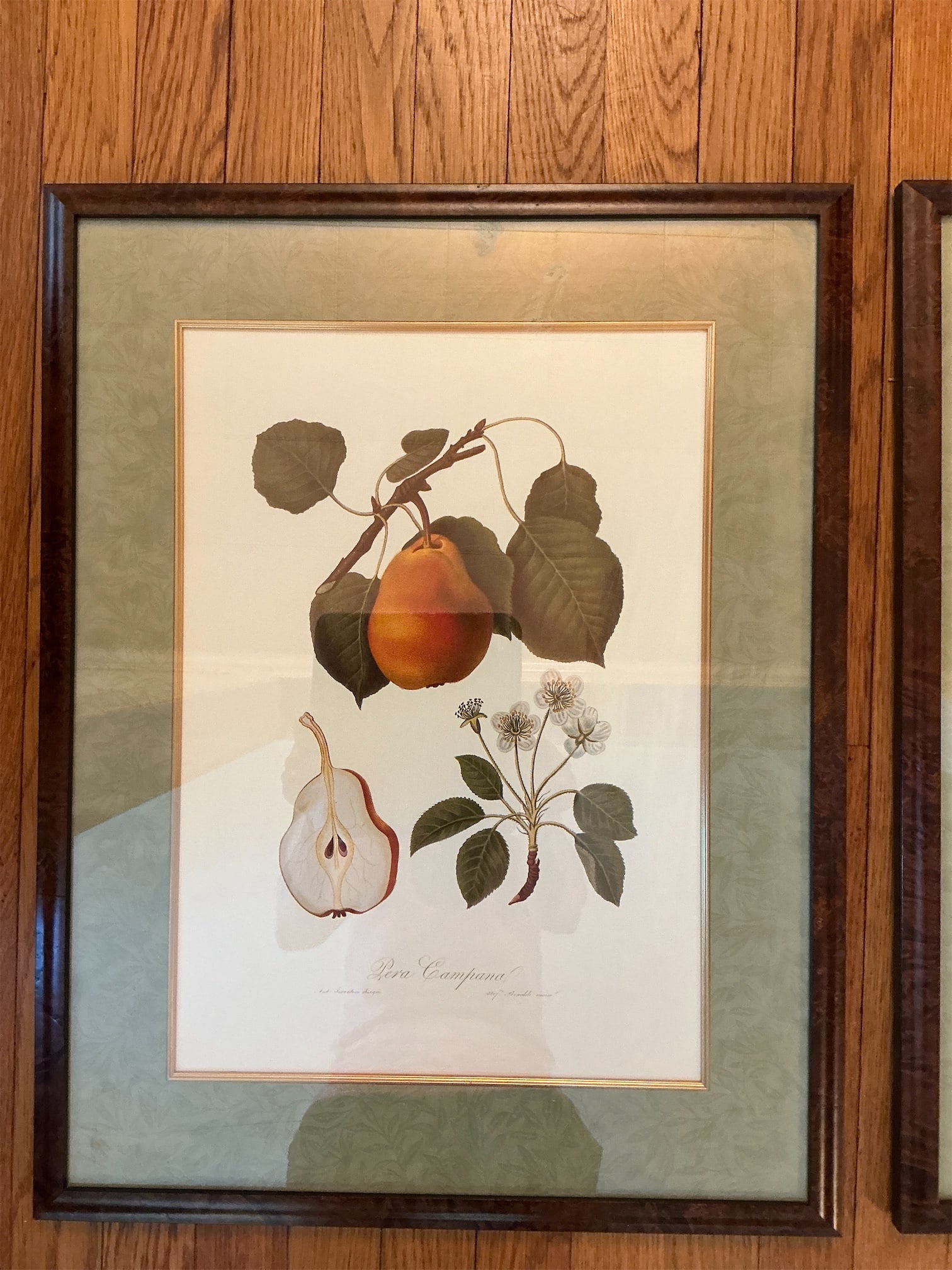 Botanical Prints - 5