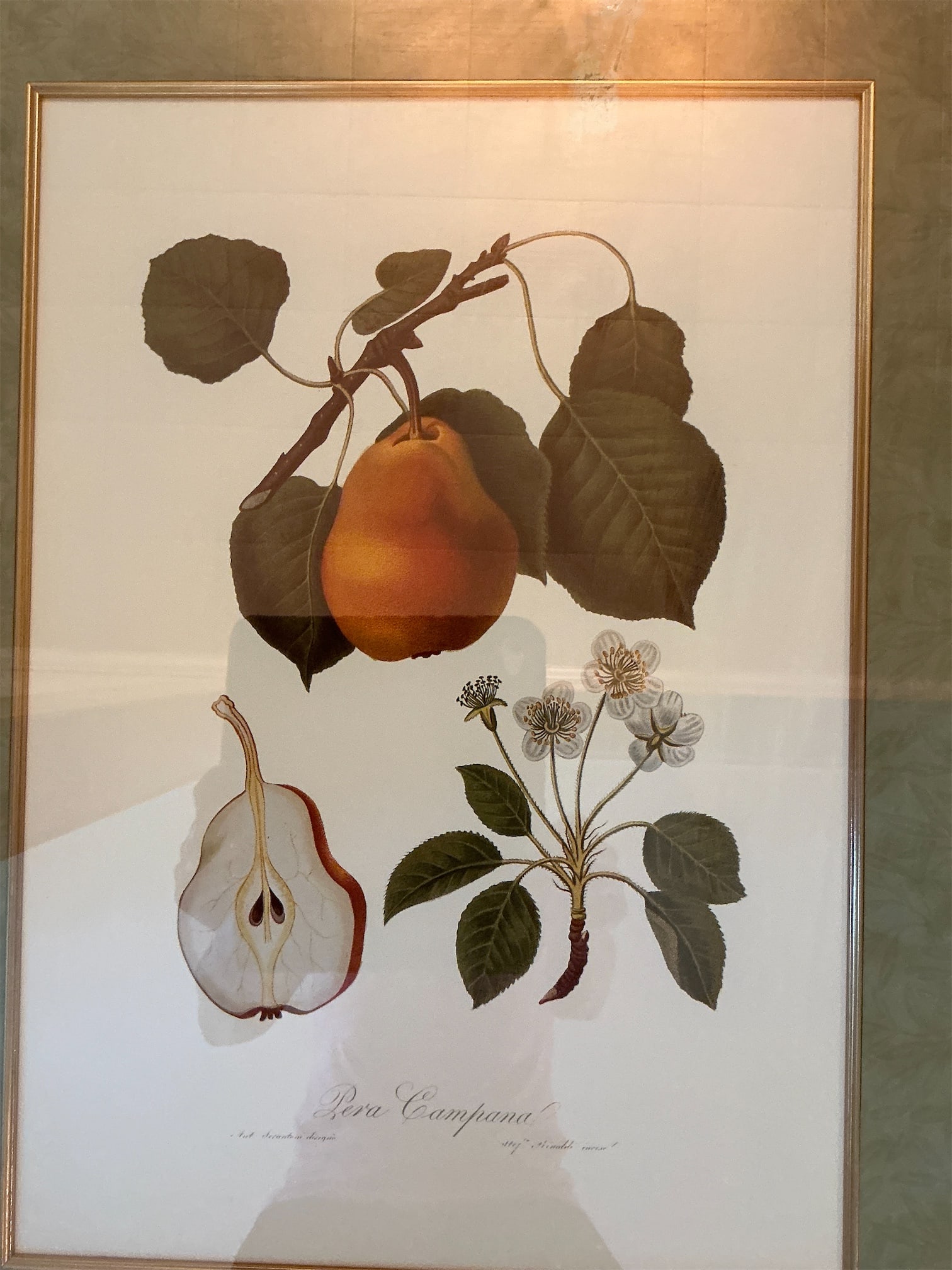 Botanical Prints - 6