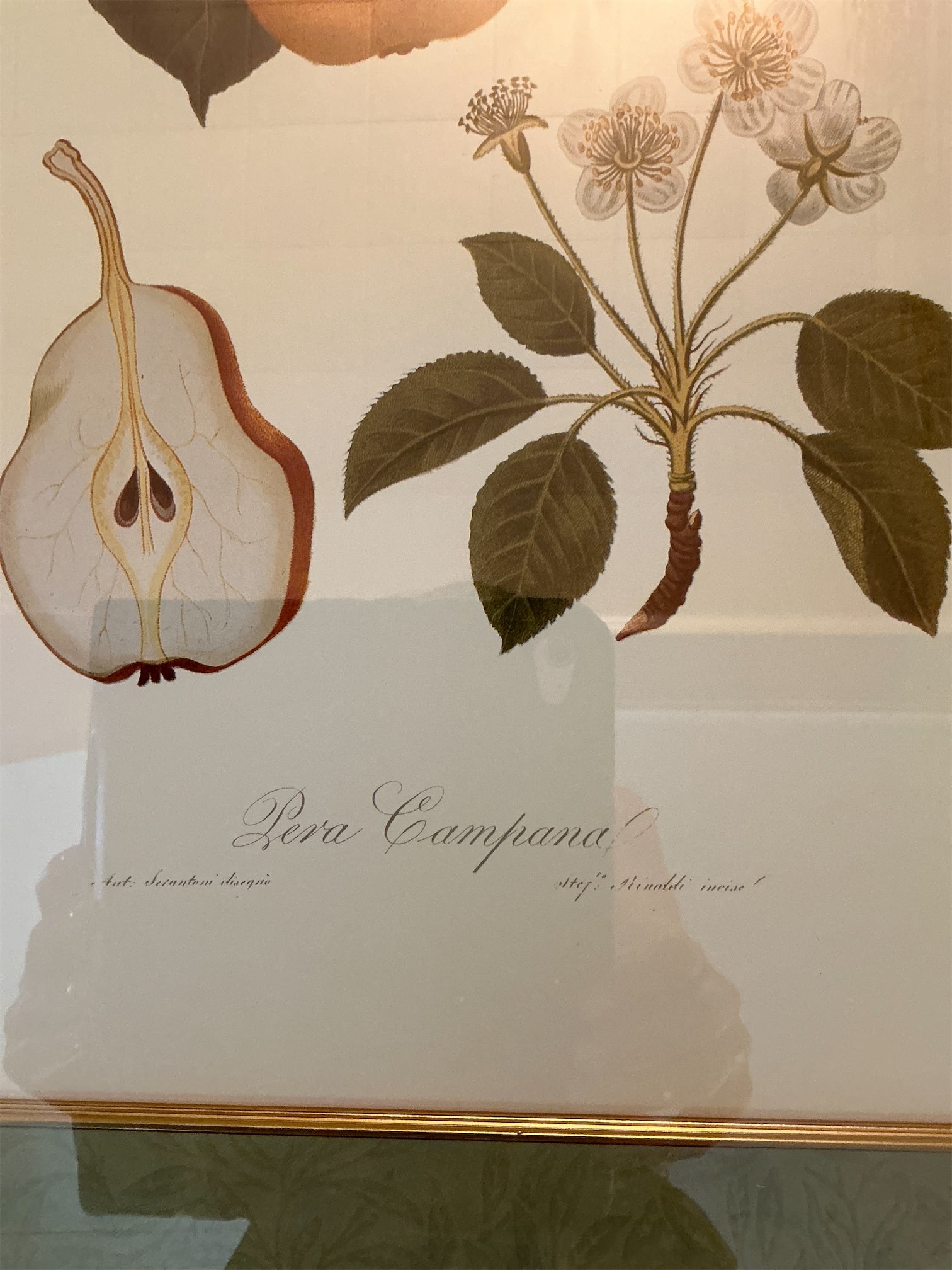 Botanical Prints - 7