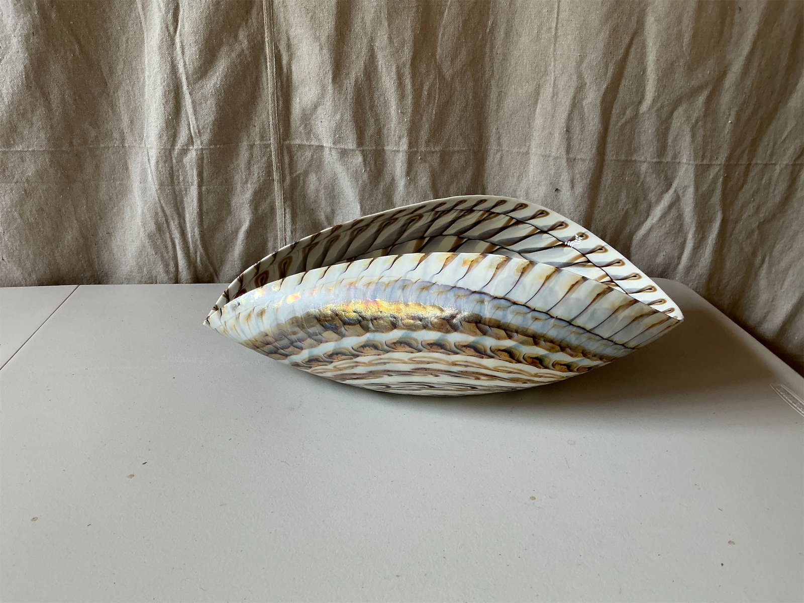 1950s Murano Nautilus Shell Bowl: This decorative shell showcases a stunning interplay of colors and intricate patterns. The shell features smooth, glossy surfaces with iridescent hues that shift beautifully in the light. Its