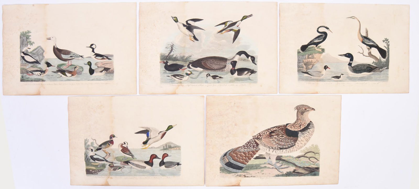 SET OF FIVE DUCK LITHOGRAPHS WITH LARGER PIGEON LITHOGRAPH (1 of 10)