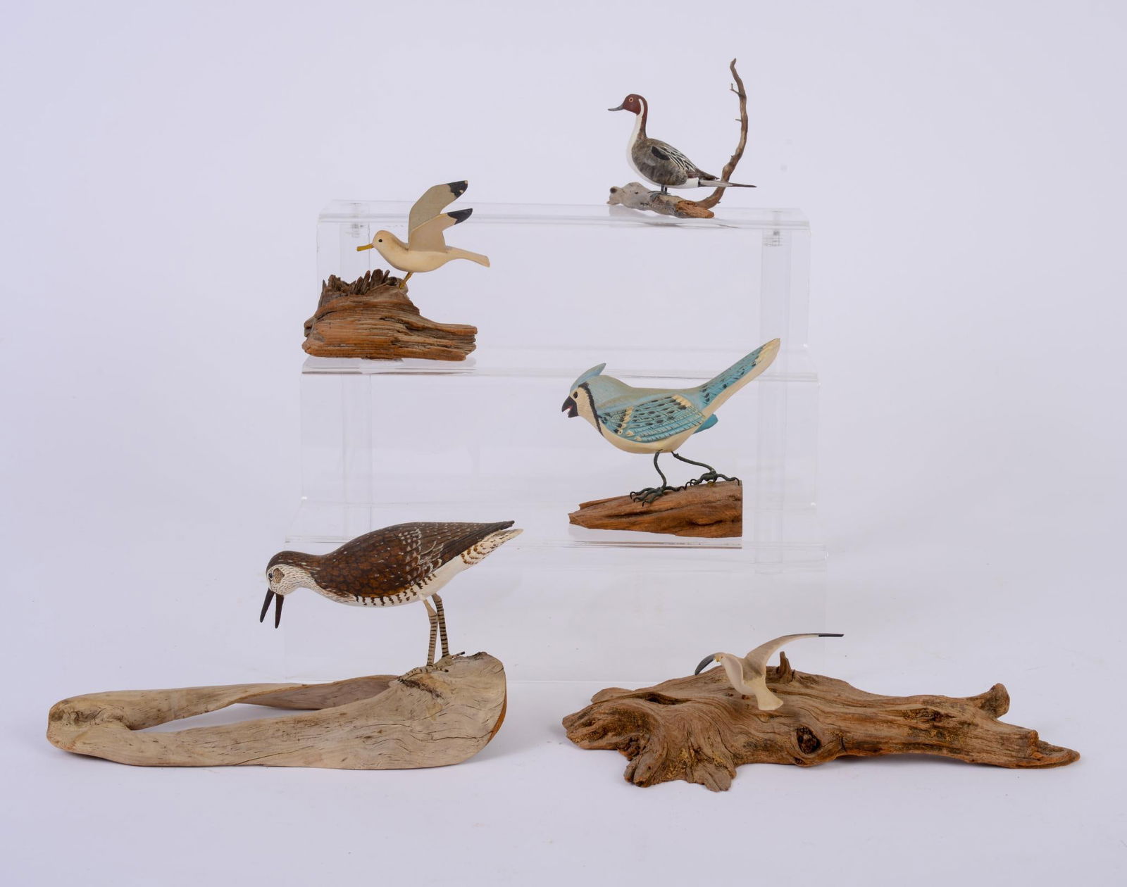 Three Birds and Two Seagulls Mounted On Driftwood (1 of 3)