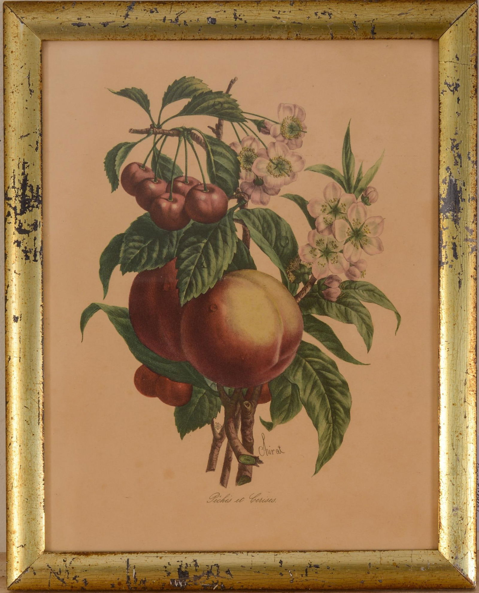 FRENCH BOTANICAL PRINT IN GOLD FRAME, BENOIT CHERAT, C. 1940'S (1 of 2)