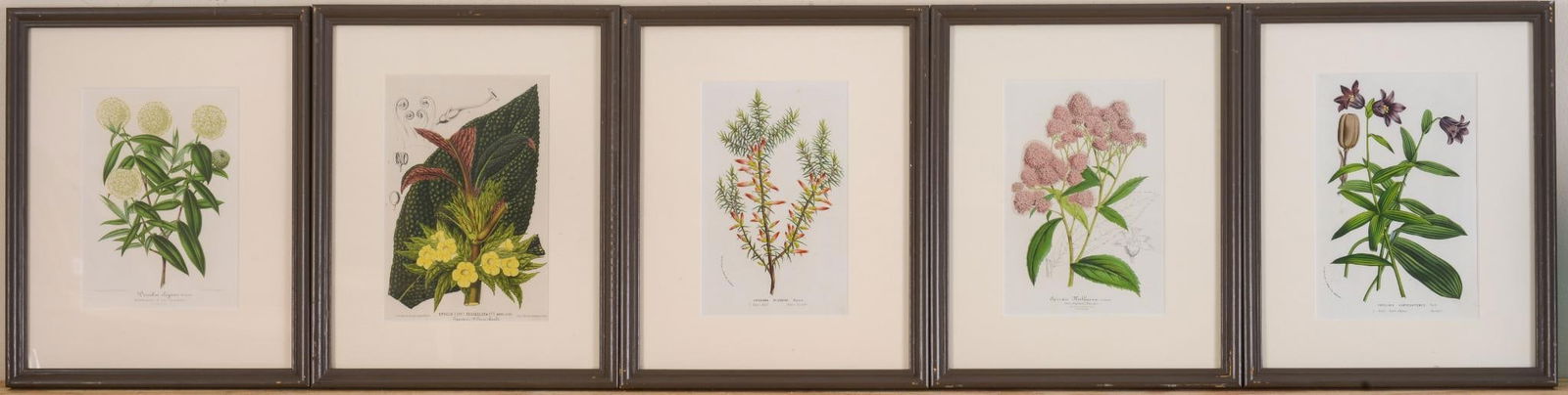 SET OF 5 BOTANICAL PRINTS (1 of 1)
