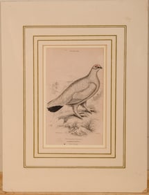 W.H. Lizars. Lagopus Mutus.