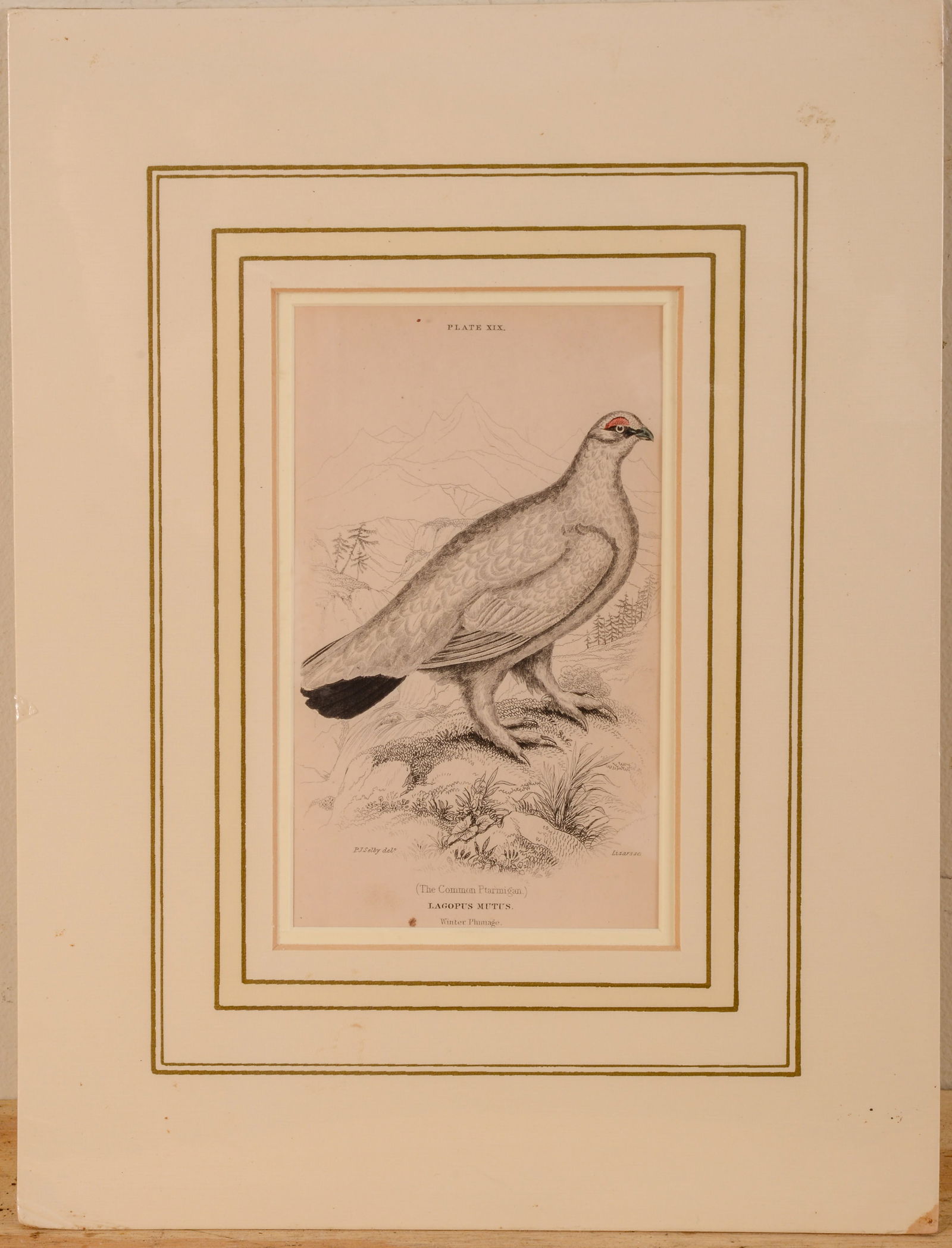 W.H. Lizars. Lagopus Mutus.: Handolored etching, 6 x 4 inches.