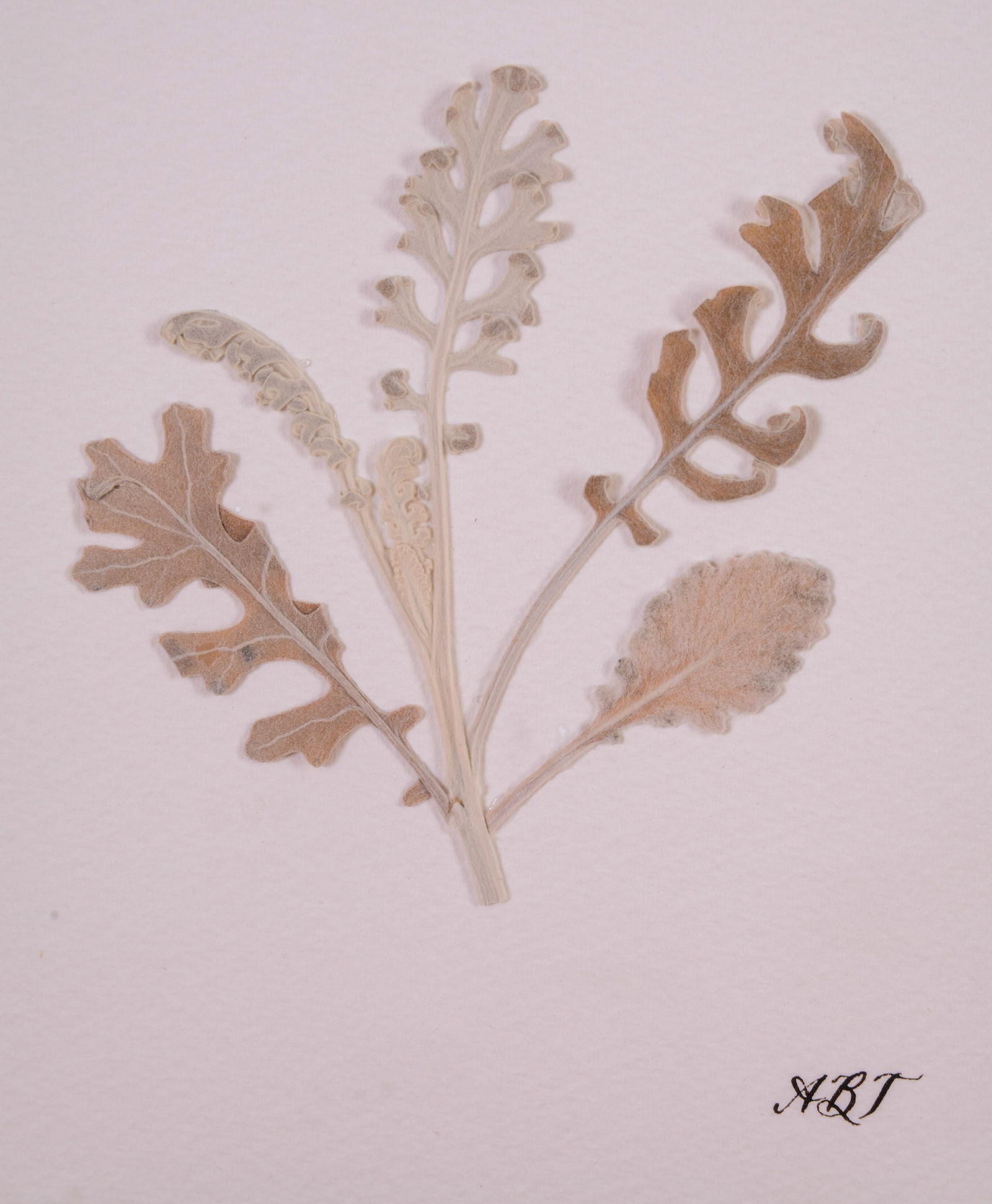 Two Pressed Leaf Artworks. - 3