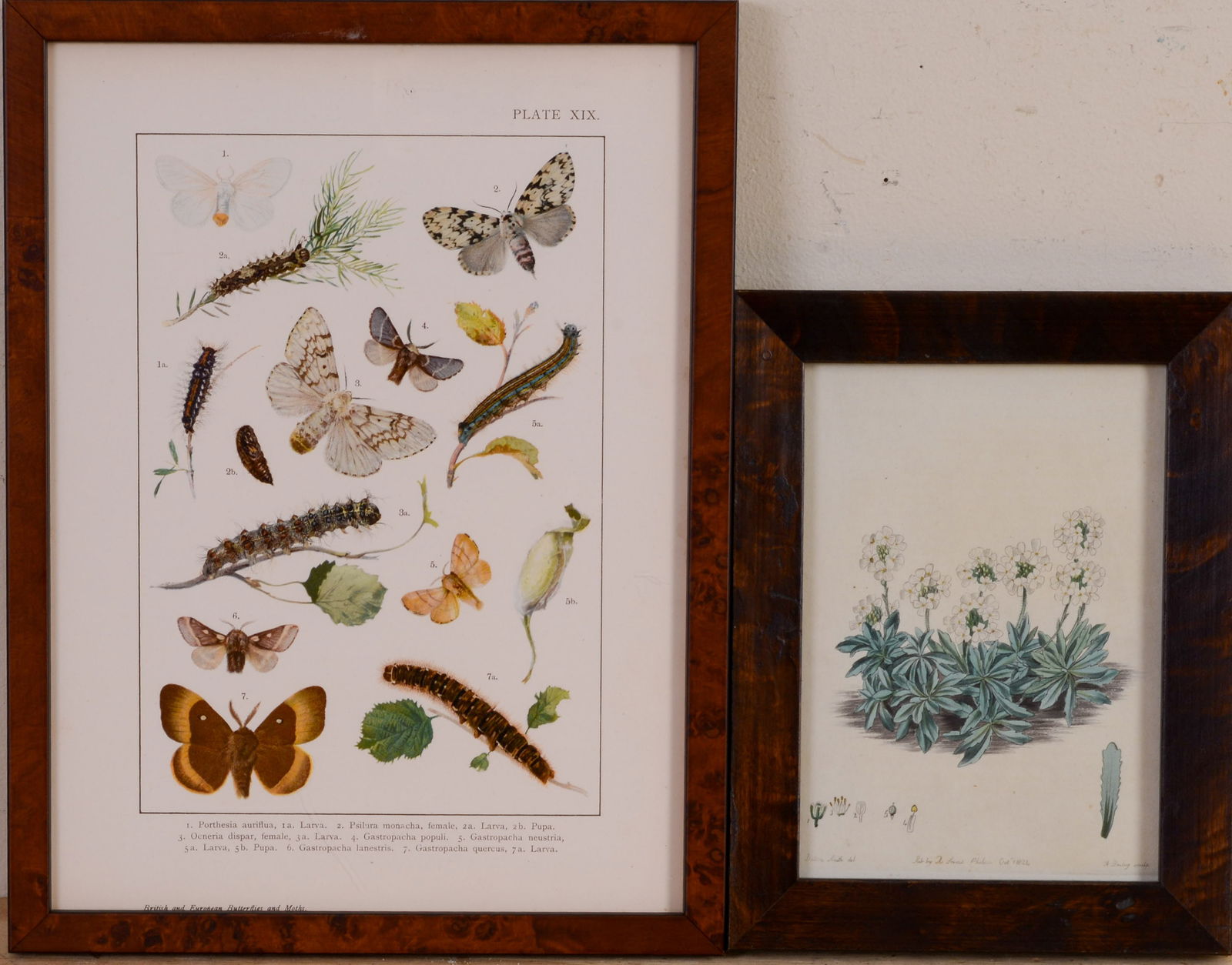 Two Botanical Prints. (1 of 4)