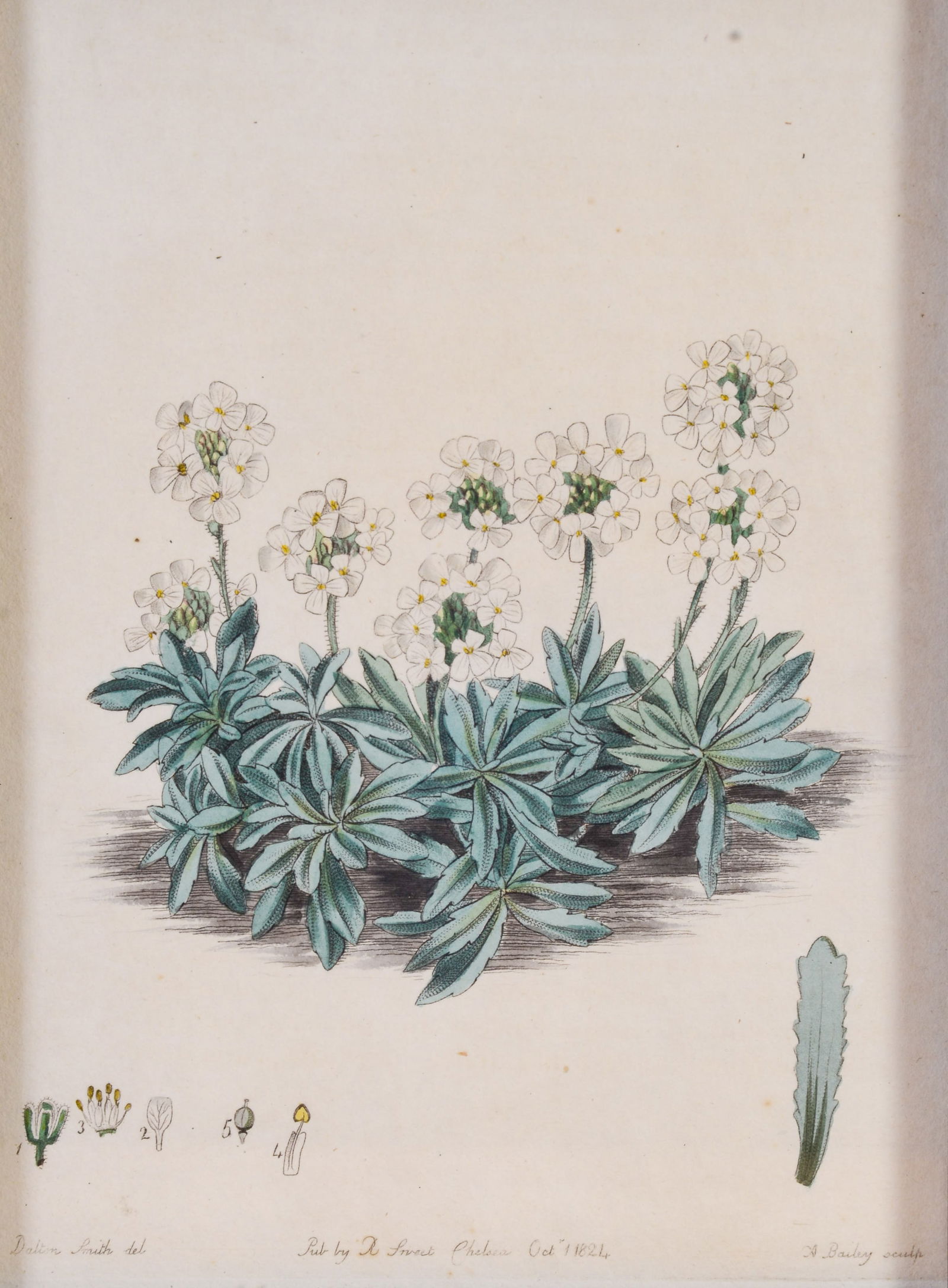 Two Botanical Prints. - 2