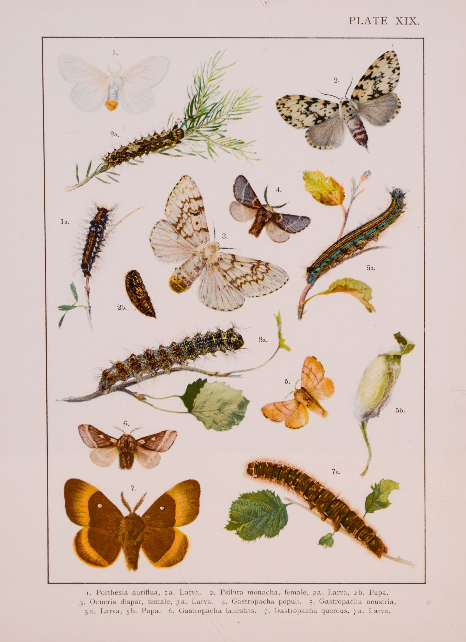 Two Botanical Prints. - 3