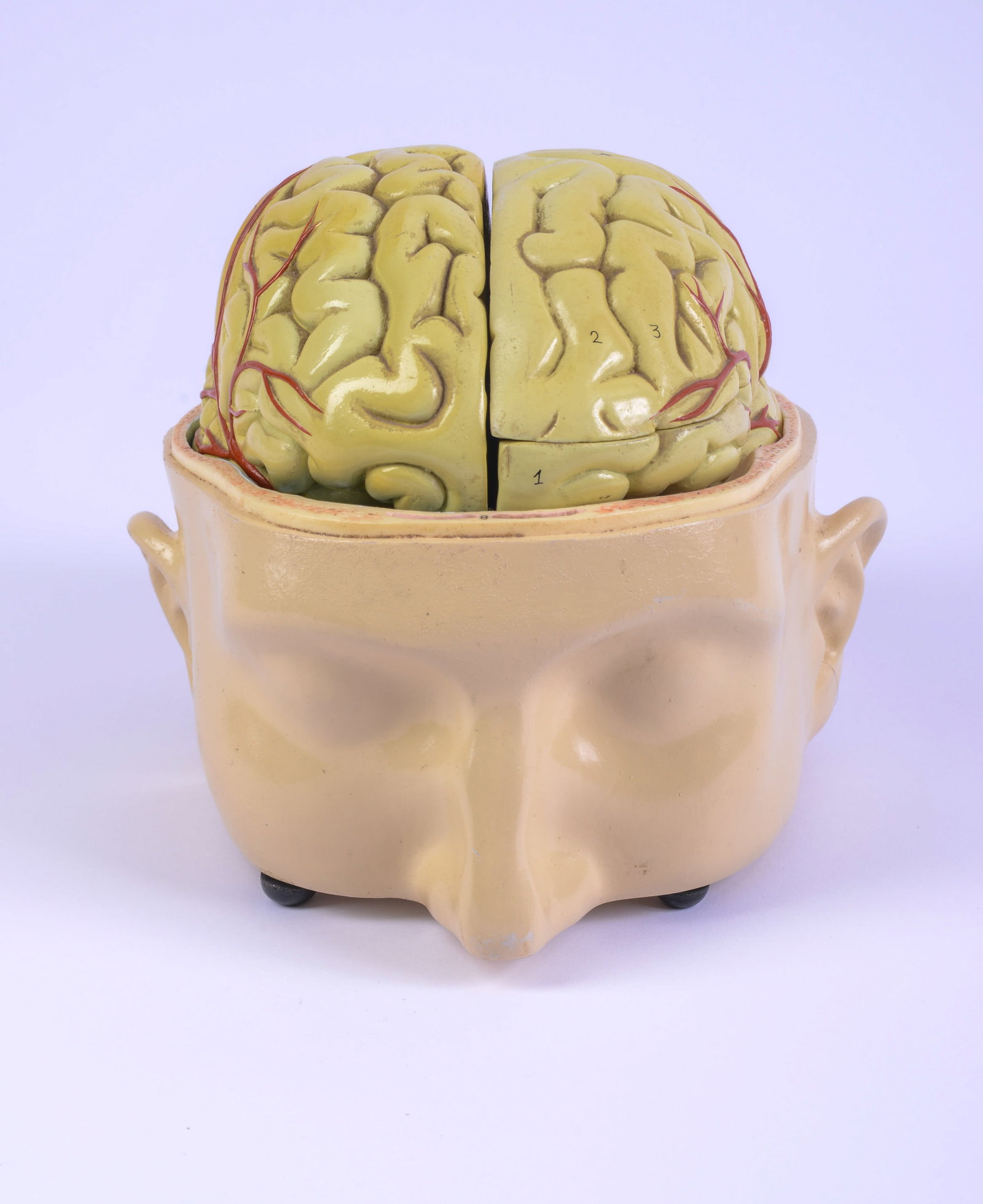 Vintage Turtox Model of the Brain.: 6 x 8 x 7 inches.