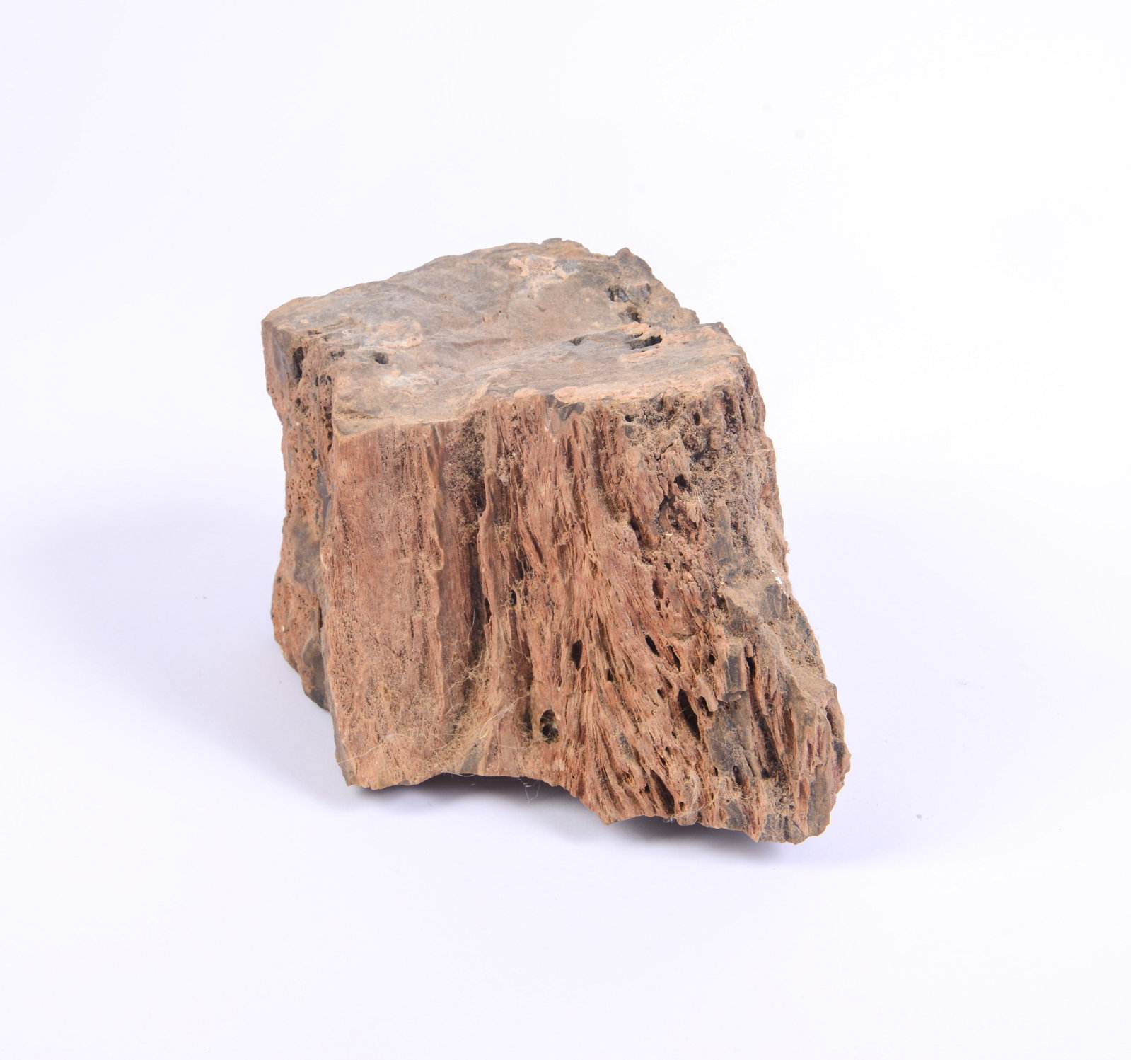 Fossilized Wood Piece. - 2