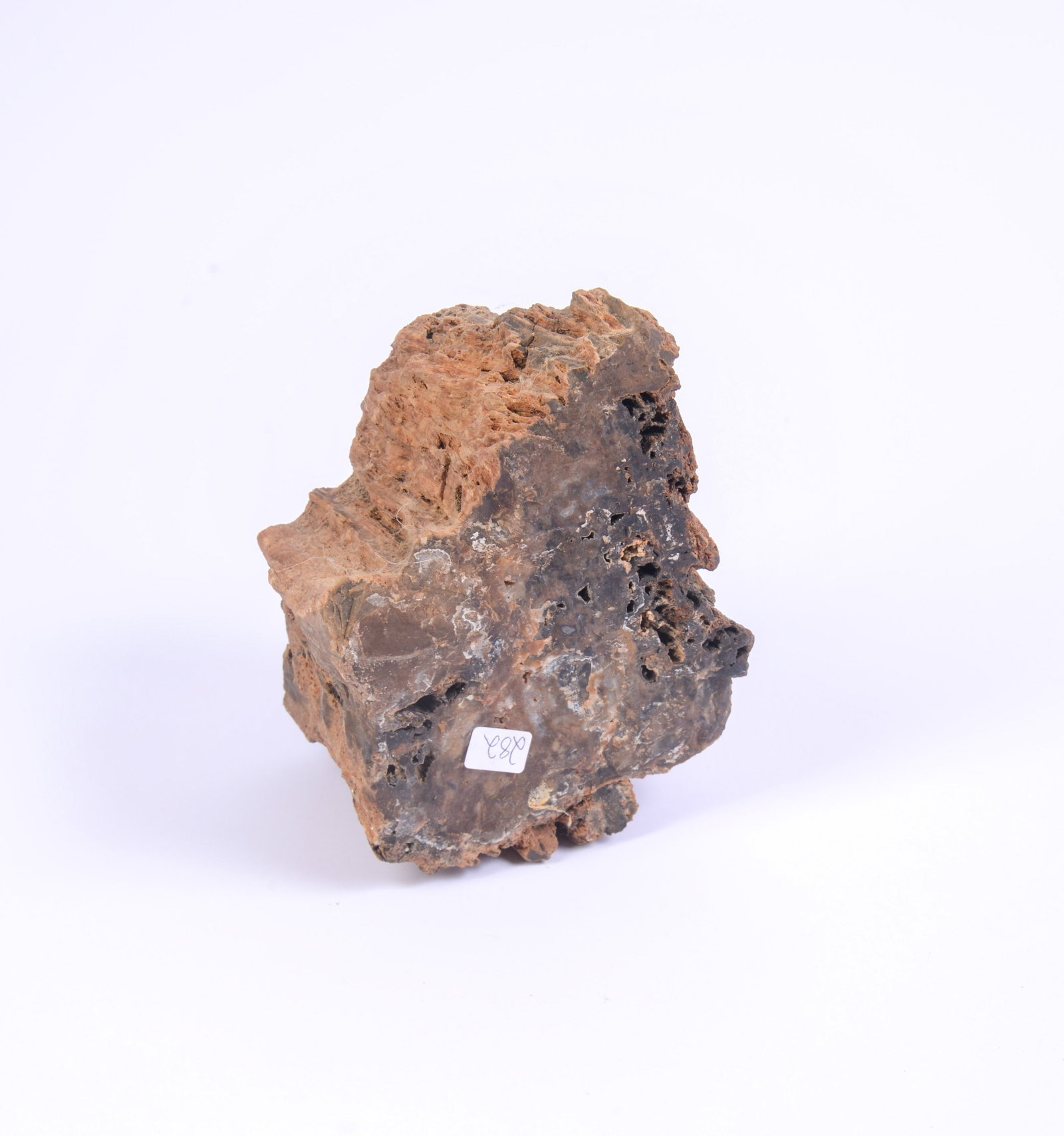 Fossilized Wood Piece. - 3