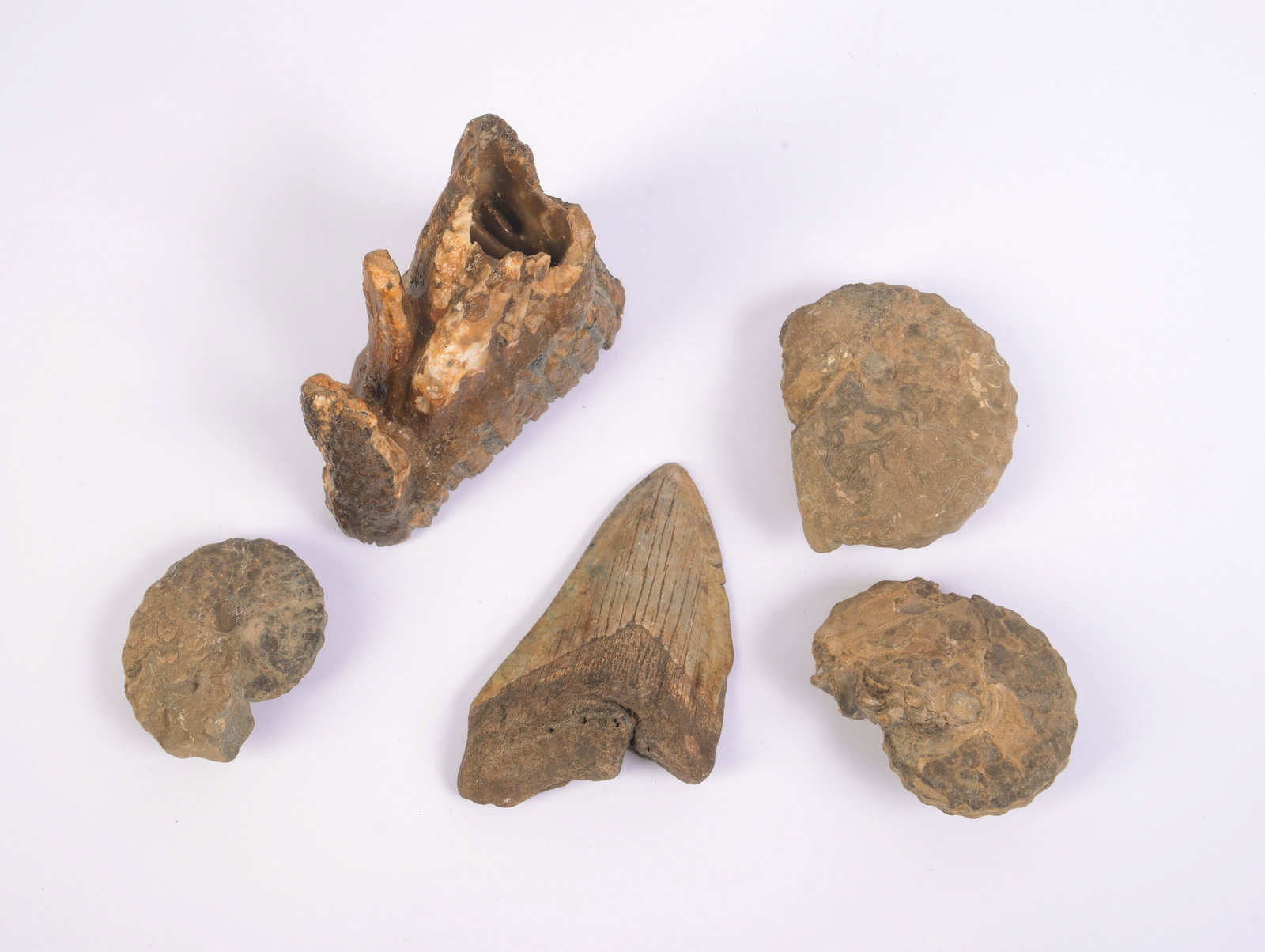 Group of Fossils.: Mammoth tooth, length 4 inches, megaladon tooth, length 4 inches, and three others.