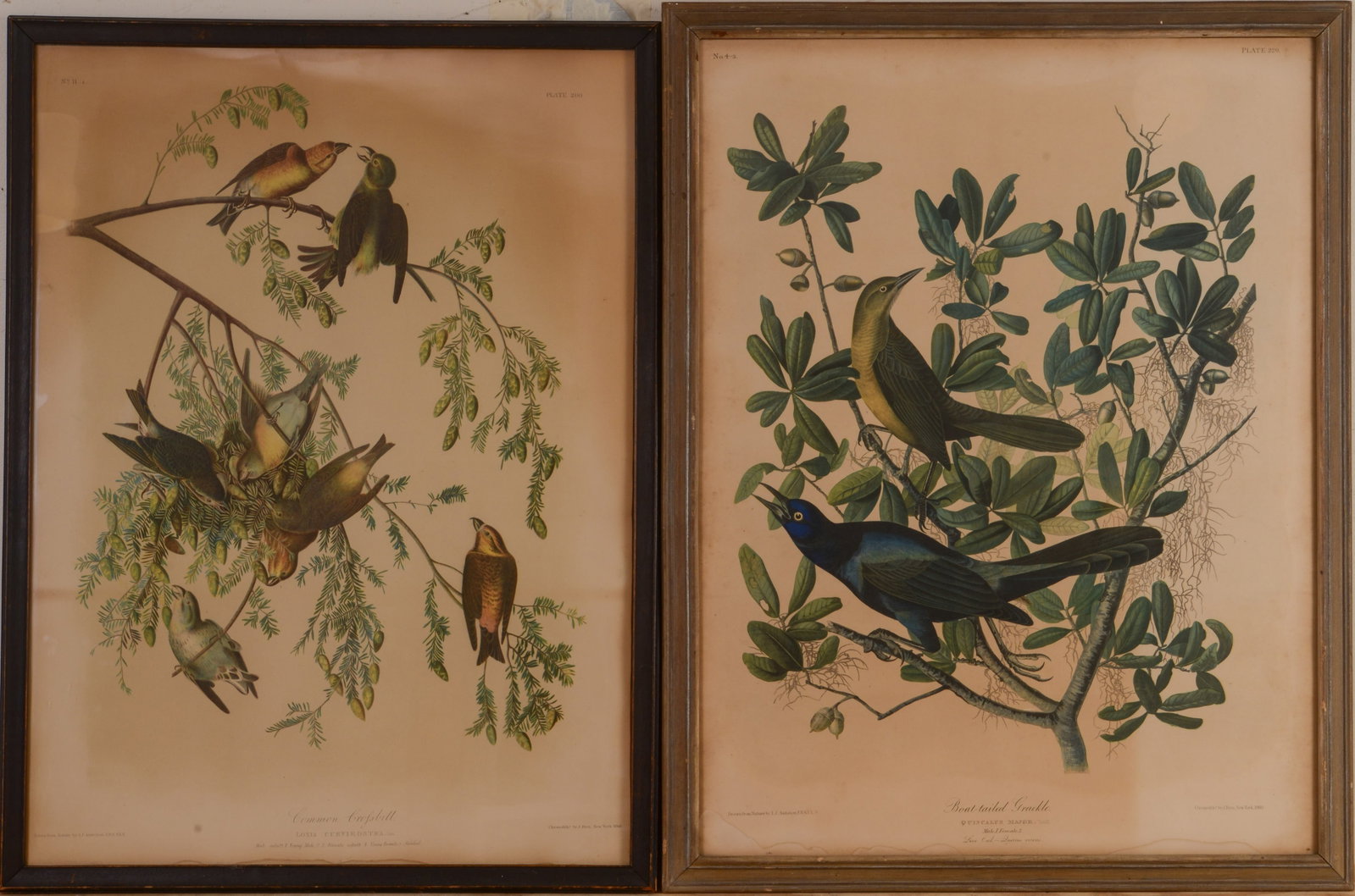 Two Bien Edition Audubon Prints.: Framed, larger 32 x 25 inches.