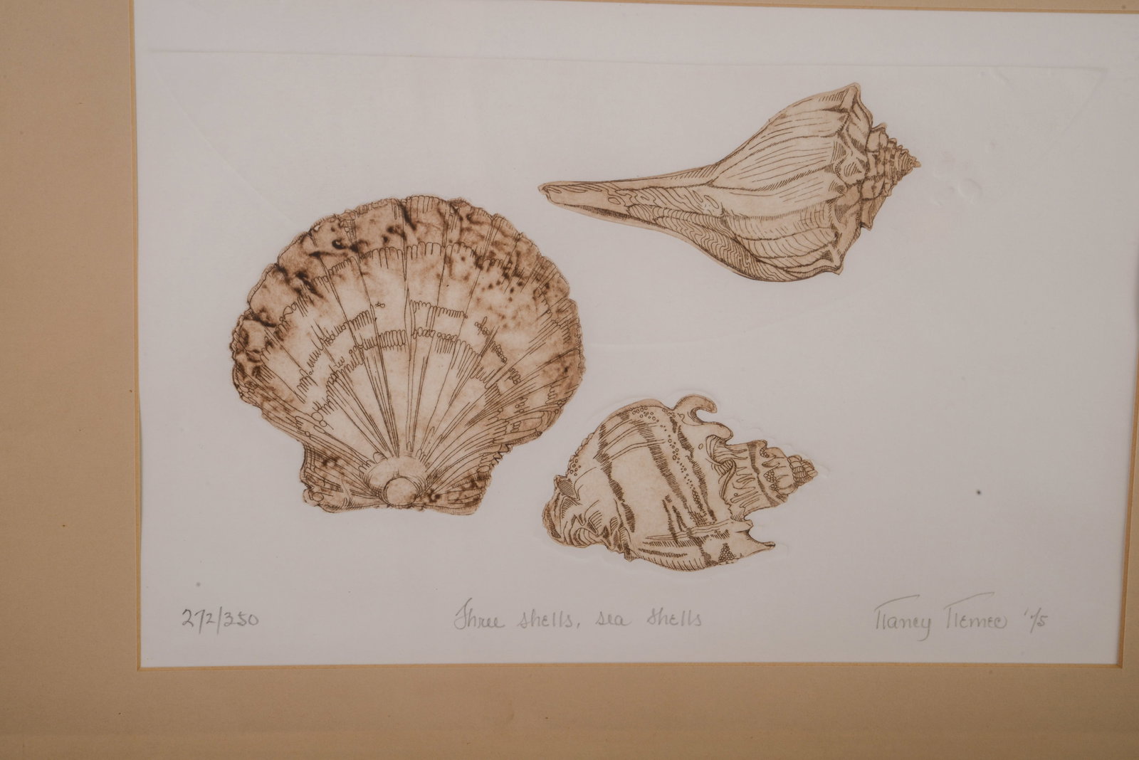Three Shells, Sea Shells. - 2