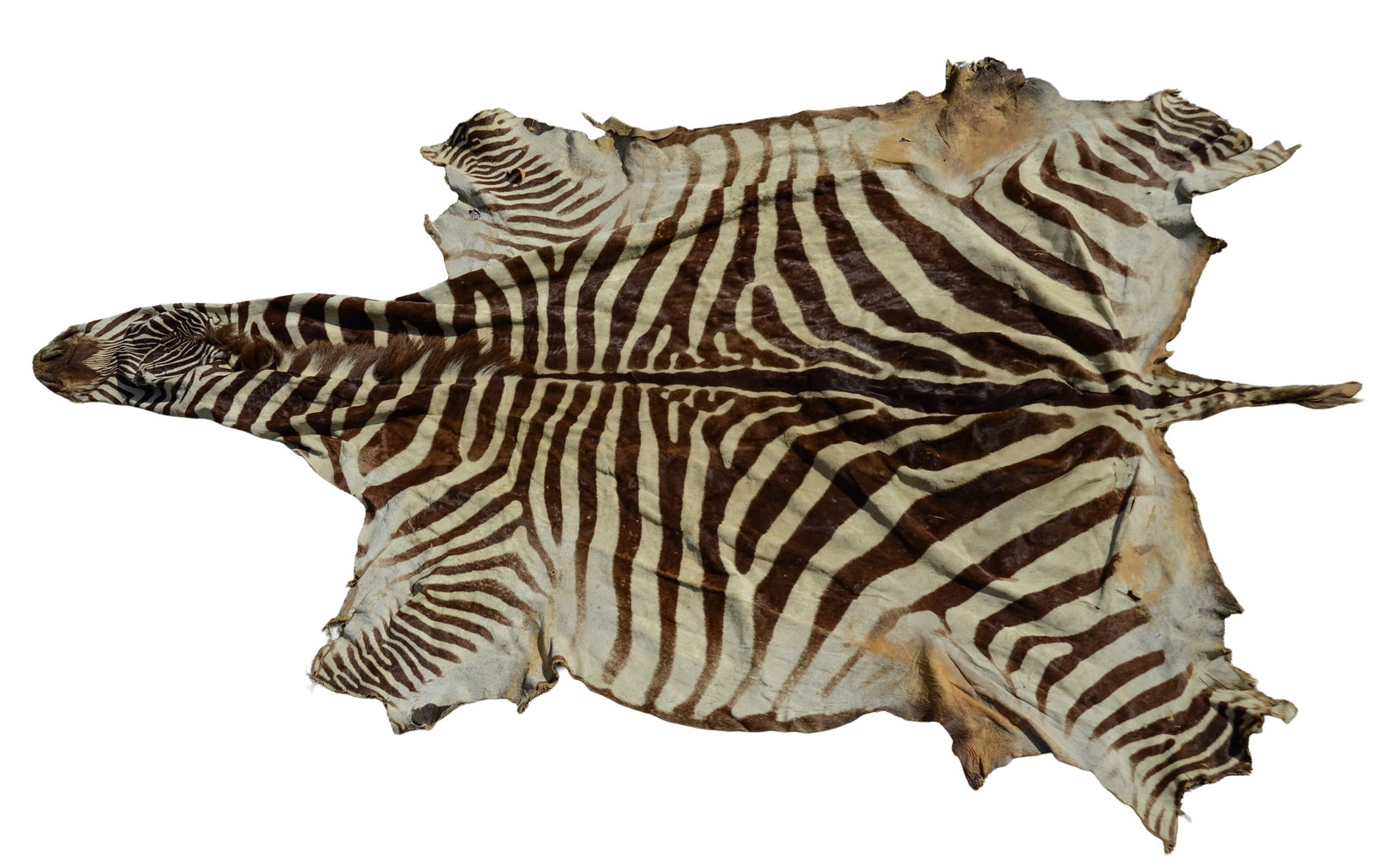 Zebra Hide Rug. (1 of 1)