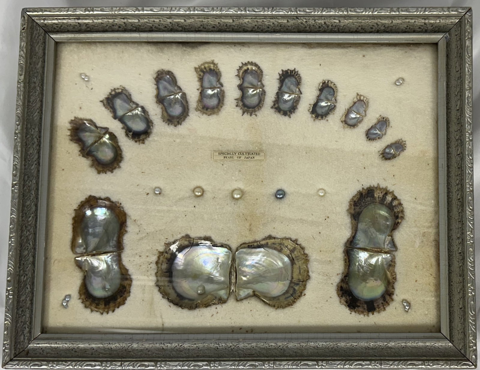 Antique Samples of Pearls from Japan: Antique oyster and pearls from Japan sampler framed. Attractive presentation of different types of Japanese pearls and the oysters they are grown in.