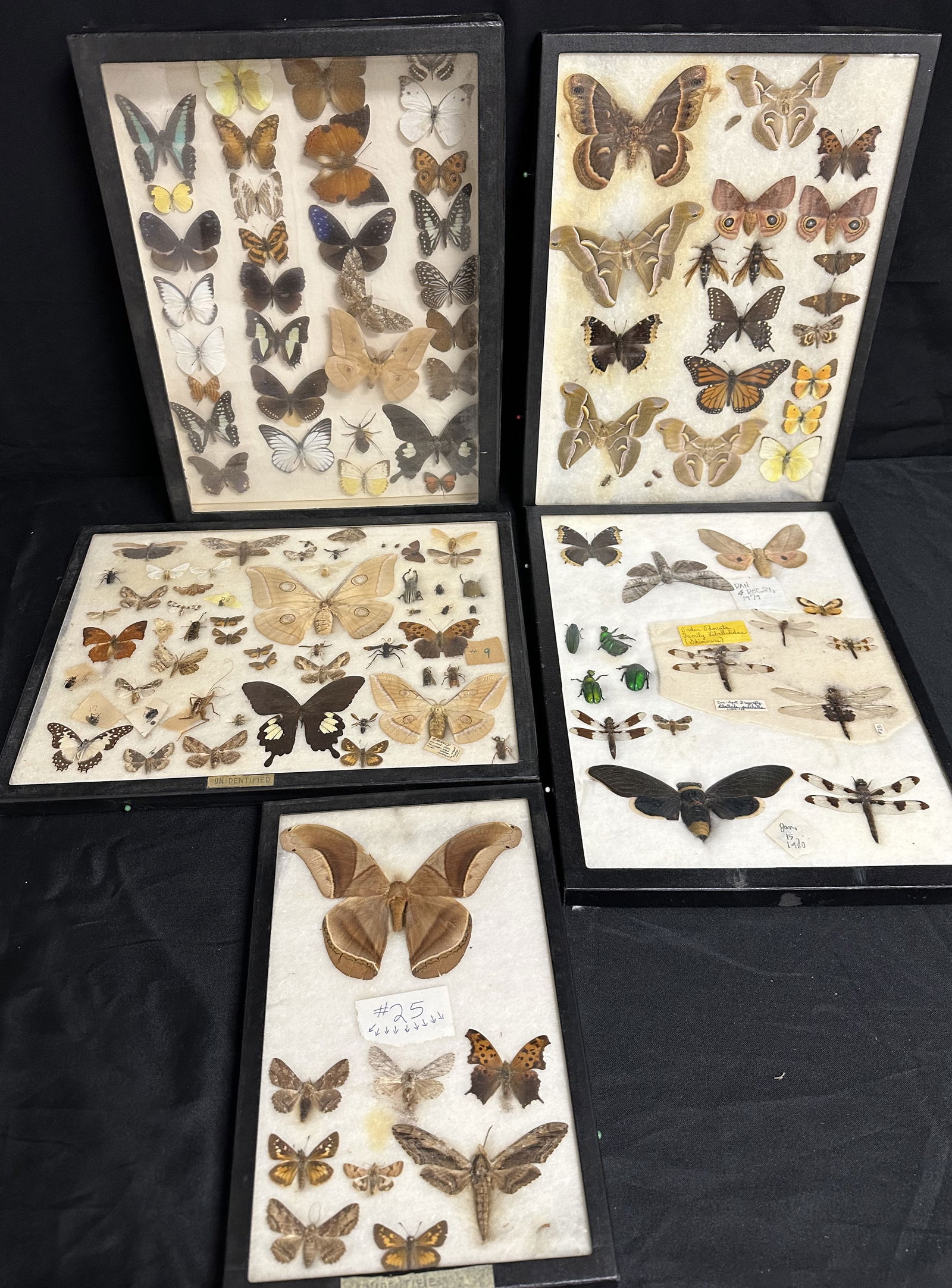Butterfly Taxidermy Entomology Specimen Display Box Collection (1 of 6)