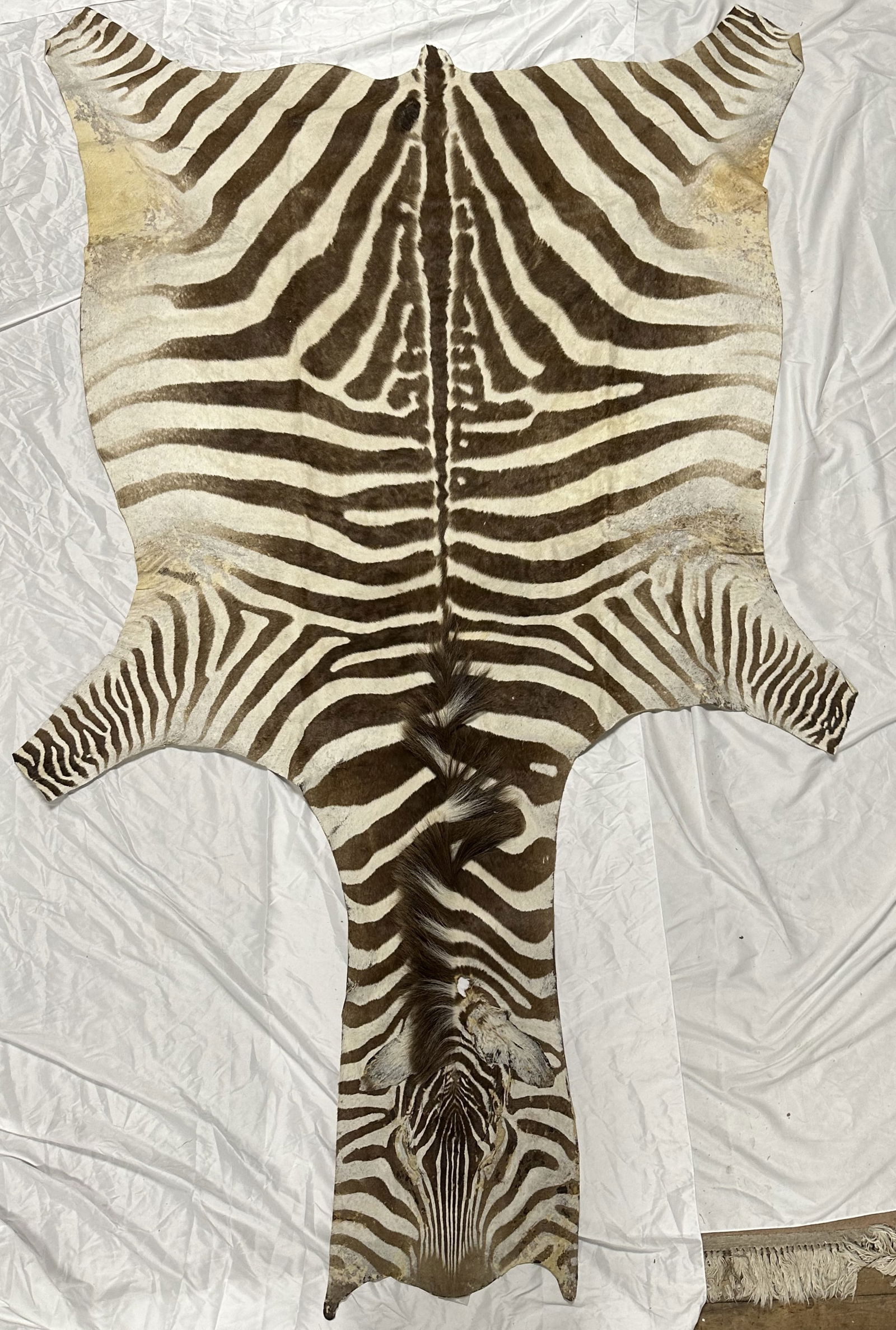 Original Zebra Skin over 8 Feet Long (1 of 5)