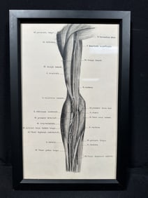 Columbia University Medical Text Book Sketch 1940s
