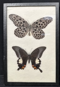 Two Preserved Butterfly Specimins