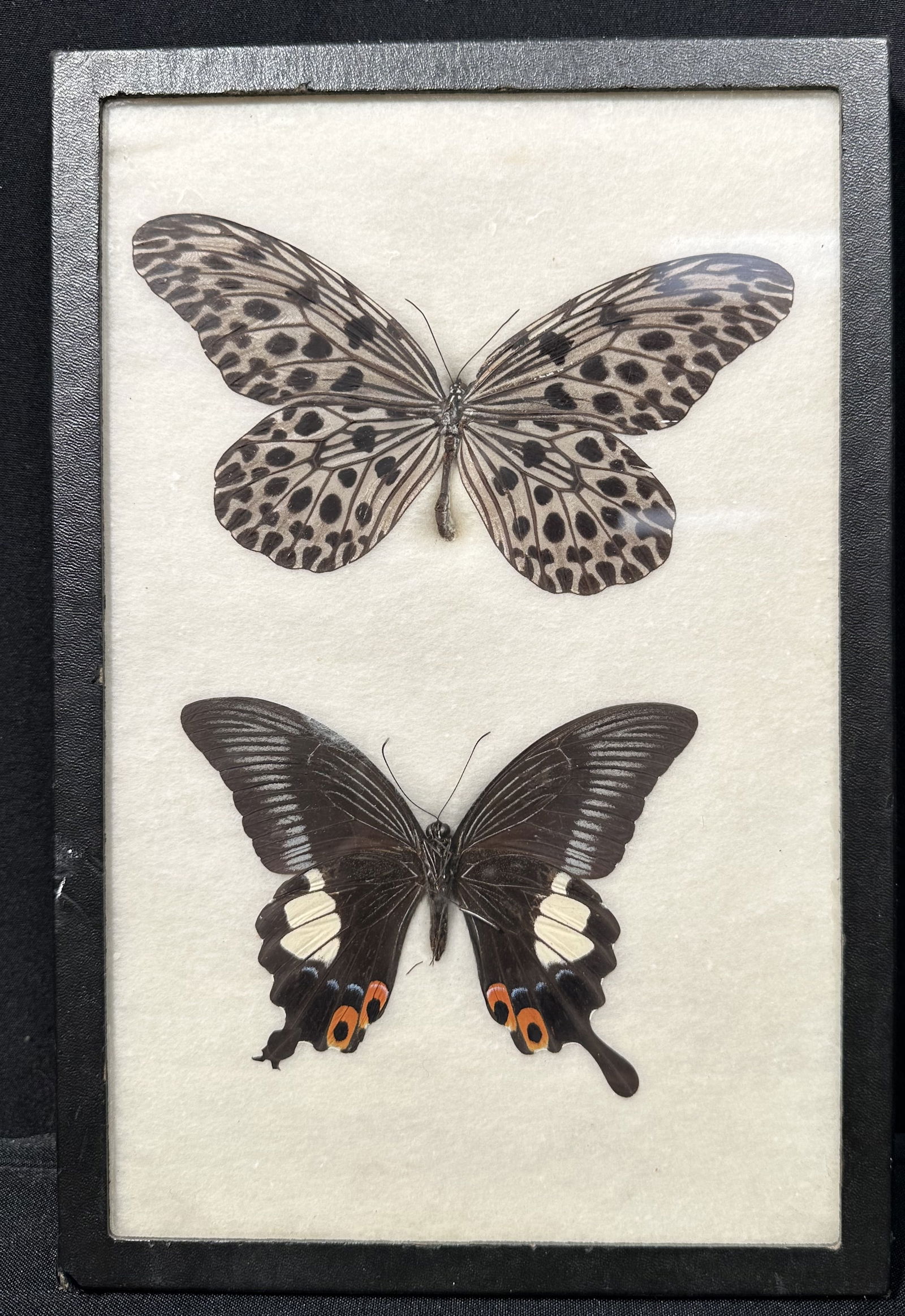 Two Preserved Butterfly Specimins (1 of 6)