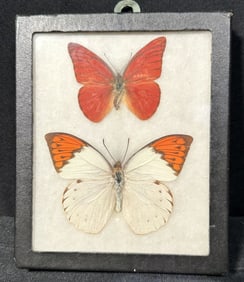 Two Preserved Butterfly Specimins