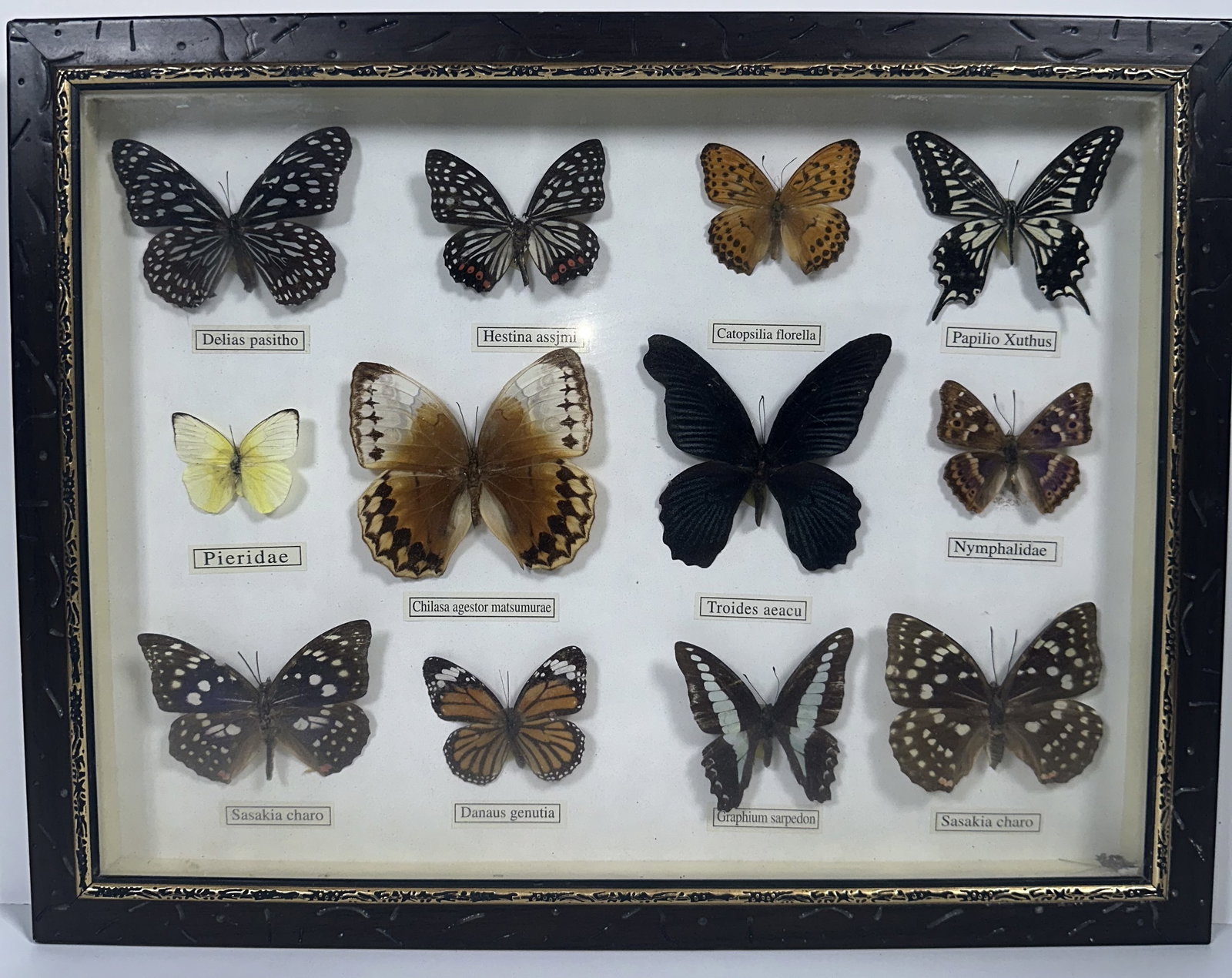 12 Butterfly Specimin Display - Identified: 12 Butterfly Specimin Display - Identified The butterfly collection displayed in the framed shadow box includes the following 12 distinct specimens, arranged in three rows. For this lot shipping can