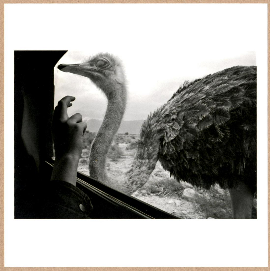 SIGNED - MICHA BAR-AM YOTVATA HAI-BAR BIBLICAL NATURE RESERVE, ISRAEL, 1974 6" x 6" MAGNUM PRINT.: Description: 6"x 6" limited edition Fuji Crystal Archival Matte paper print. Image size is 5.5" on the longest side and the paper size is 6" x 6". The Print is SIGNED by Micha Bar-Am on the verso.Cond