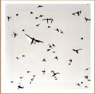 SIGNED - TRENT PARKE FLYING FOXES, MINUTES TO MIDNIGHT, AUSTRALIA, 2004 LTD 6" x 6" MAGNUM PRINT.: Description: 6"x 6" limited edition Fuji Crystal Archival Matte paper print. Image size is 5.5" on the longest side and the paper size is 6" x 6". The Print is SIGNED by Trent Parke on the verso.Condi