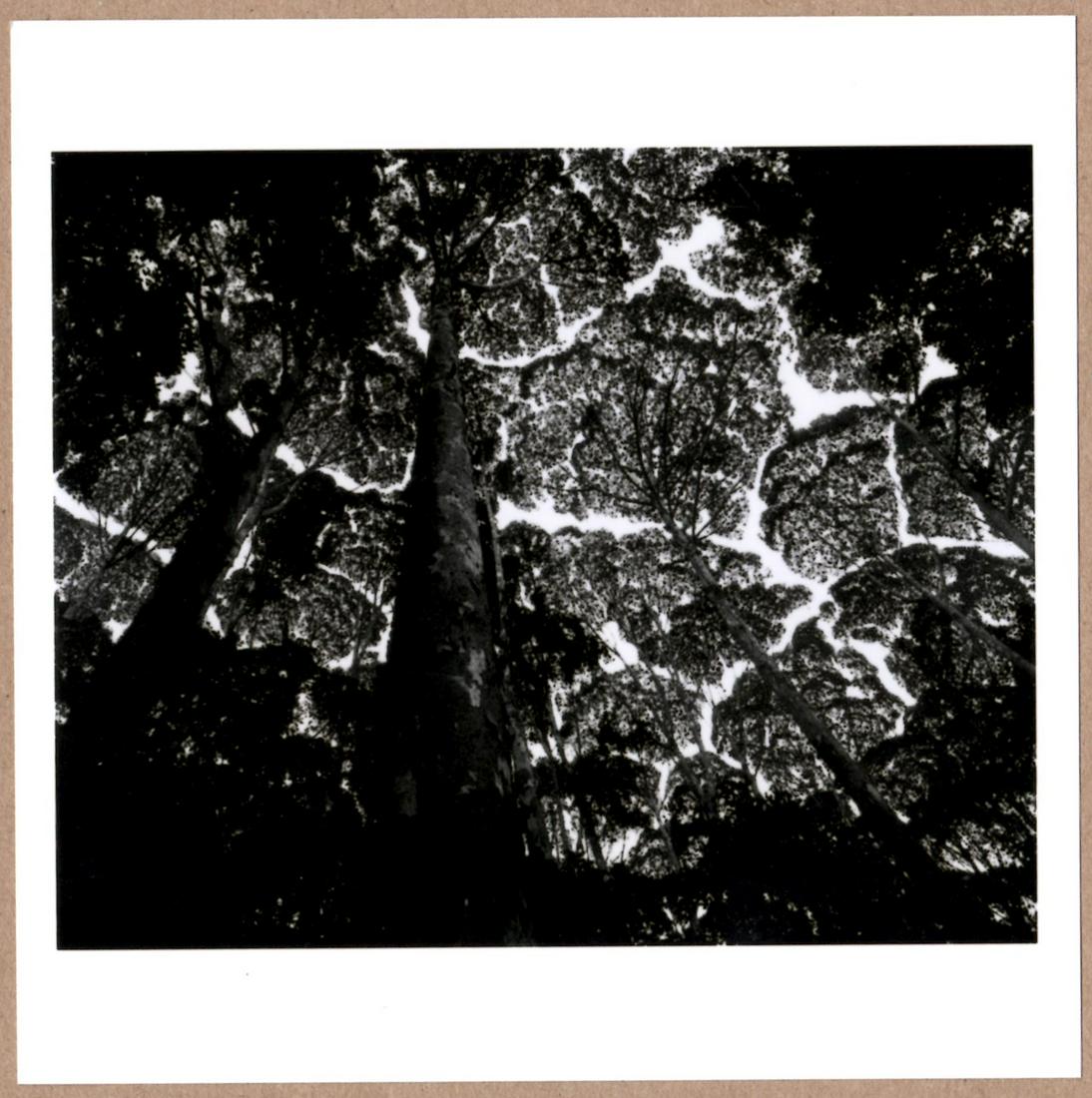 SIGNED - STUART FRANKLIN - KEPONG FOREST CANOPY, MALAYSIA 1996 - LTD 6" x 6" MAGNUM PRINT. (1 of 2)